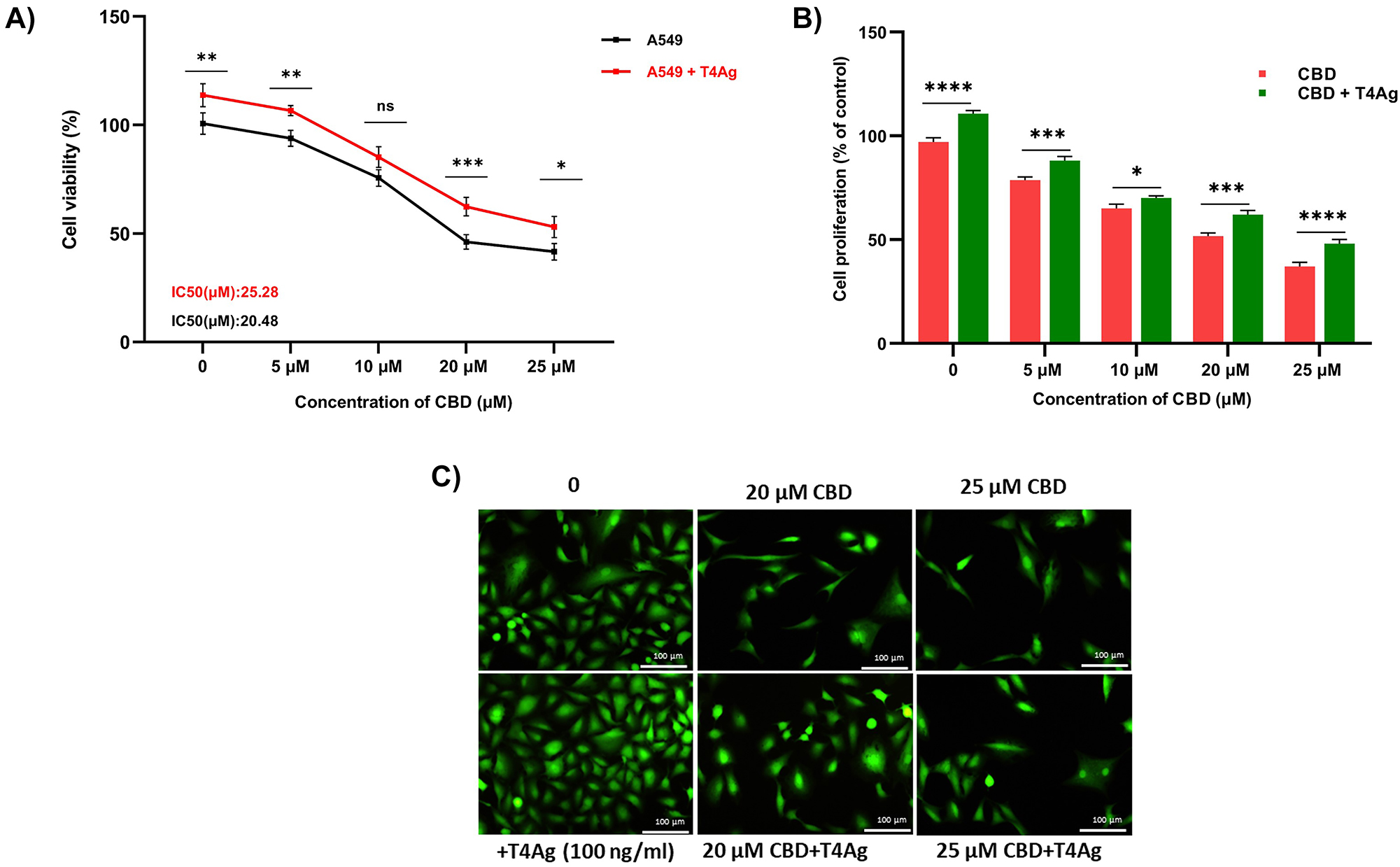 Figure 1: 
Effects of T4Ag treatment along with CBD on the viability and proliferation in A549 cells. A549 cells were exposed to various concentrations (0, 5, 10, 20, 25 μM) of CBD and T4Ag (100 ng/mL) and CBD for 24 h to determine the IC50 (A). The results are presented as the mean of relative viability from three independent experiments (mean±SD, n=3). (B) presents the quantified cell proliferation rate compare the control groups. (C) shows representative images of cell proliferation assessed using calcein AM staining. Statistical significance is represented by stars: * for p<0.05, ** for p<0.01, *** for p<0.001, and **** for p<0.0001, indicating a significant difference from the control group. The data were analyzed by two-way ANOVA followed by Sidak’s post hoc testing.
