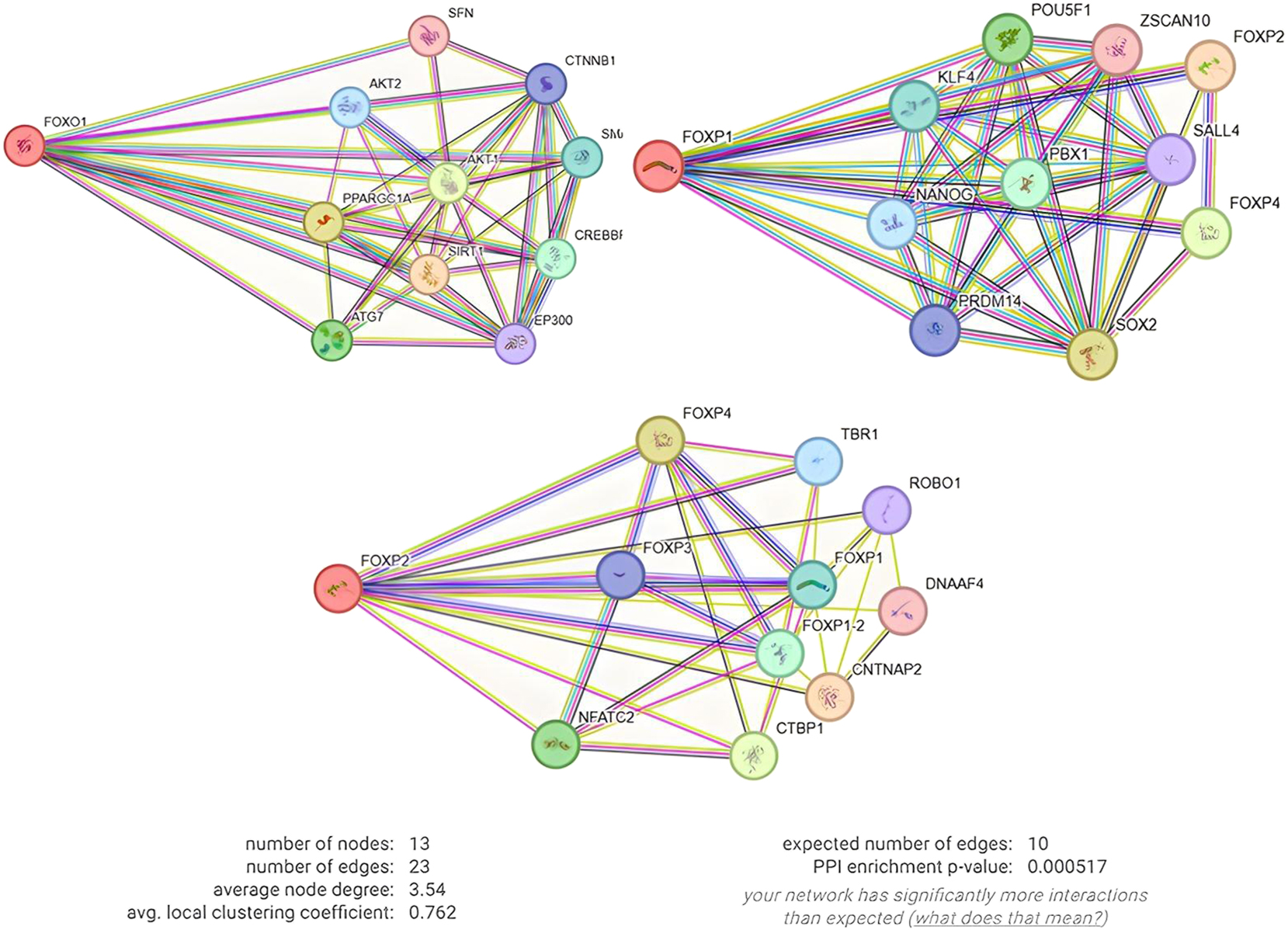 Figure 5: 
PPI interactions of FOXO1, FOXP1 and FOXP2 proteins with each other and other proteins.
