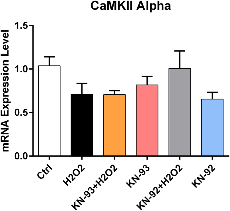 Figure 4: 
CaMKII alpha isoform gene expression change under CaMKII inhibitor and negative inhibitor pre-application and H2O2 applications in WJ-MSCs.
