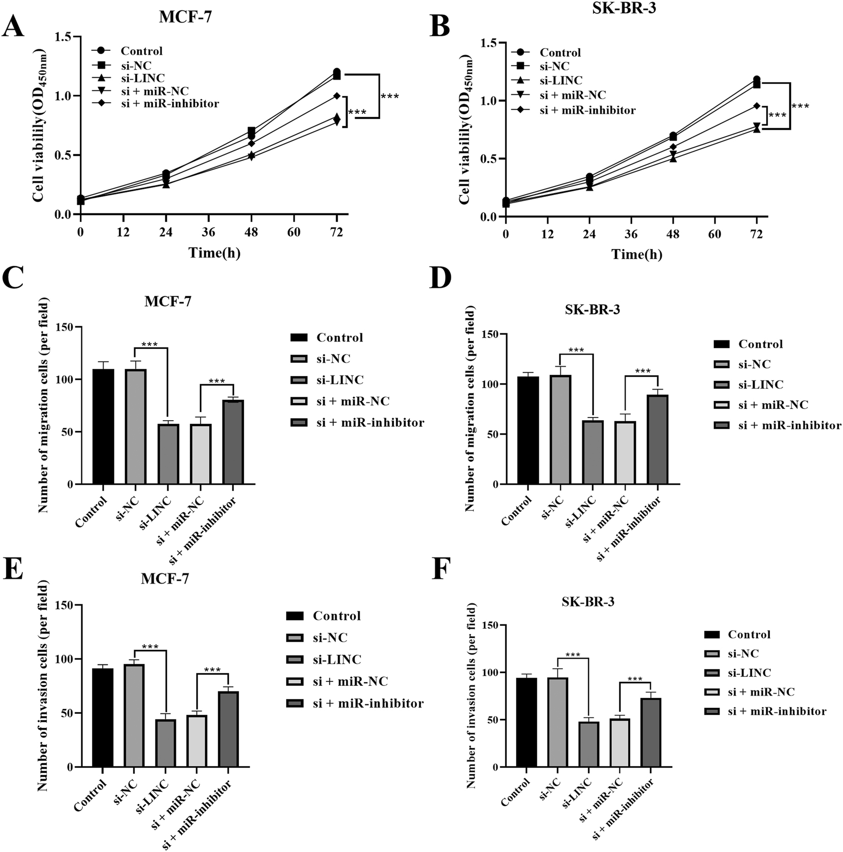 Figure 4: 
Proliferation, migration, and invasion capabilities of BC cells. A) Proliferation capability of MCR-7. B) Proliferation capability of SK-BR-3. C) Migration capability of MCR-7. D) Migration capability of SK-BR-3. E) Invasion capability of MCR-7. F) Invasion capability of SK-BR-3. ***p<0.01.
