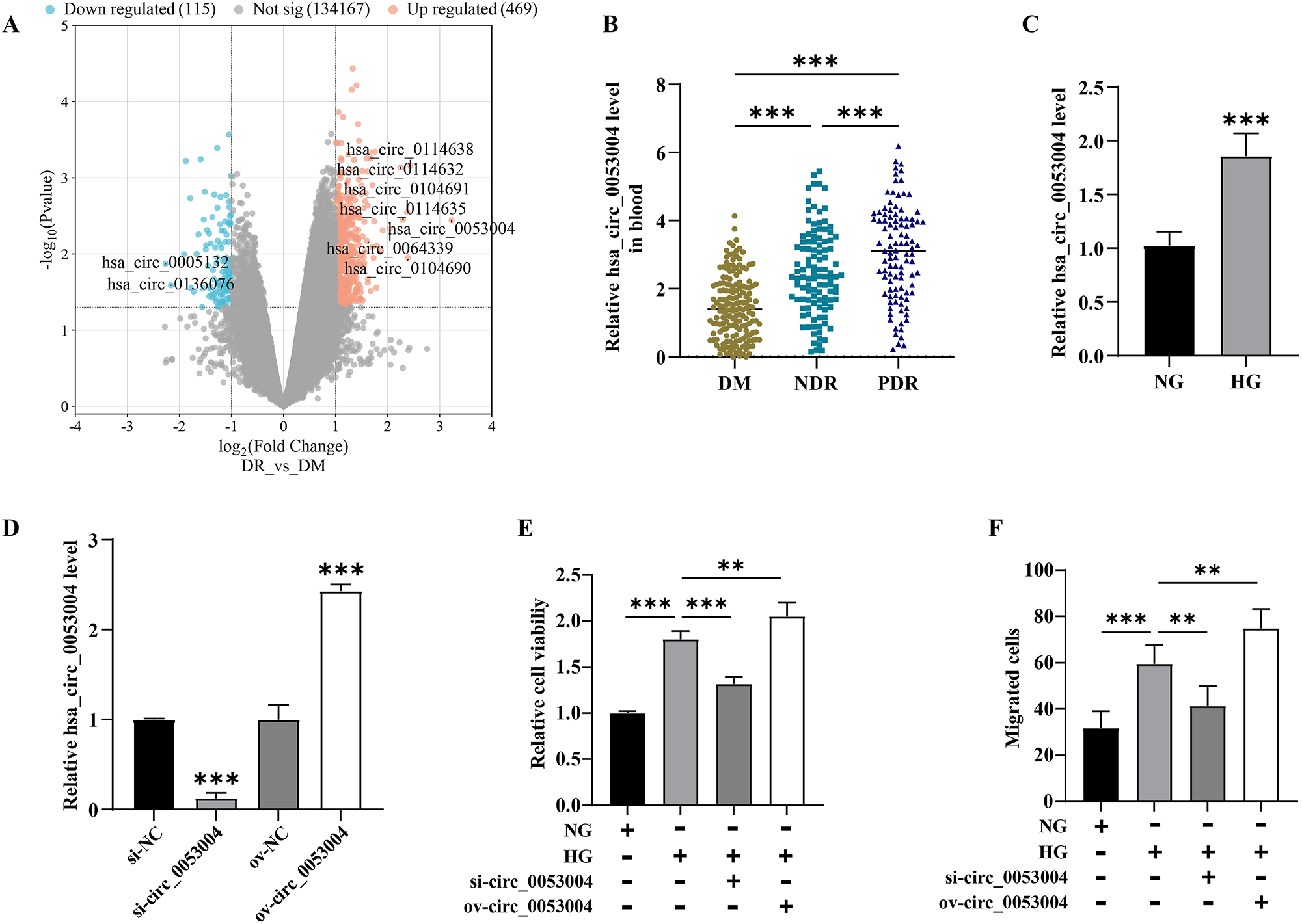 Figure 1: 
Hsa_circ_0053004 in HRMEC function. (A) Differentially expressed circRNAs between patients with DR and DM from the GSE19397 dataset. (B) Expression of hsa_circ_0053004 in the blood of patients. (C) Effect of HG on the expression of hsa_circ_0053004. (D) Efficiency of si-circ_0053004 and ov-circ_0053004. Effect of hsa_circ_0053004 on the cell viability (E) and migration (F) of HRMECs. **p<0.01; ***p<0.001.
