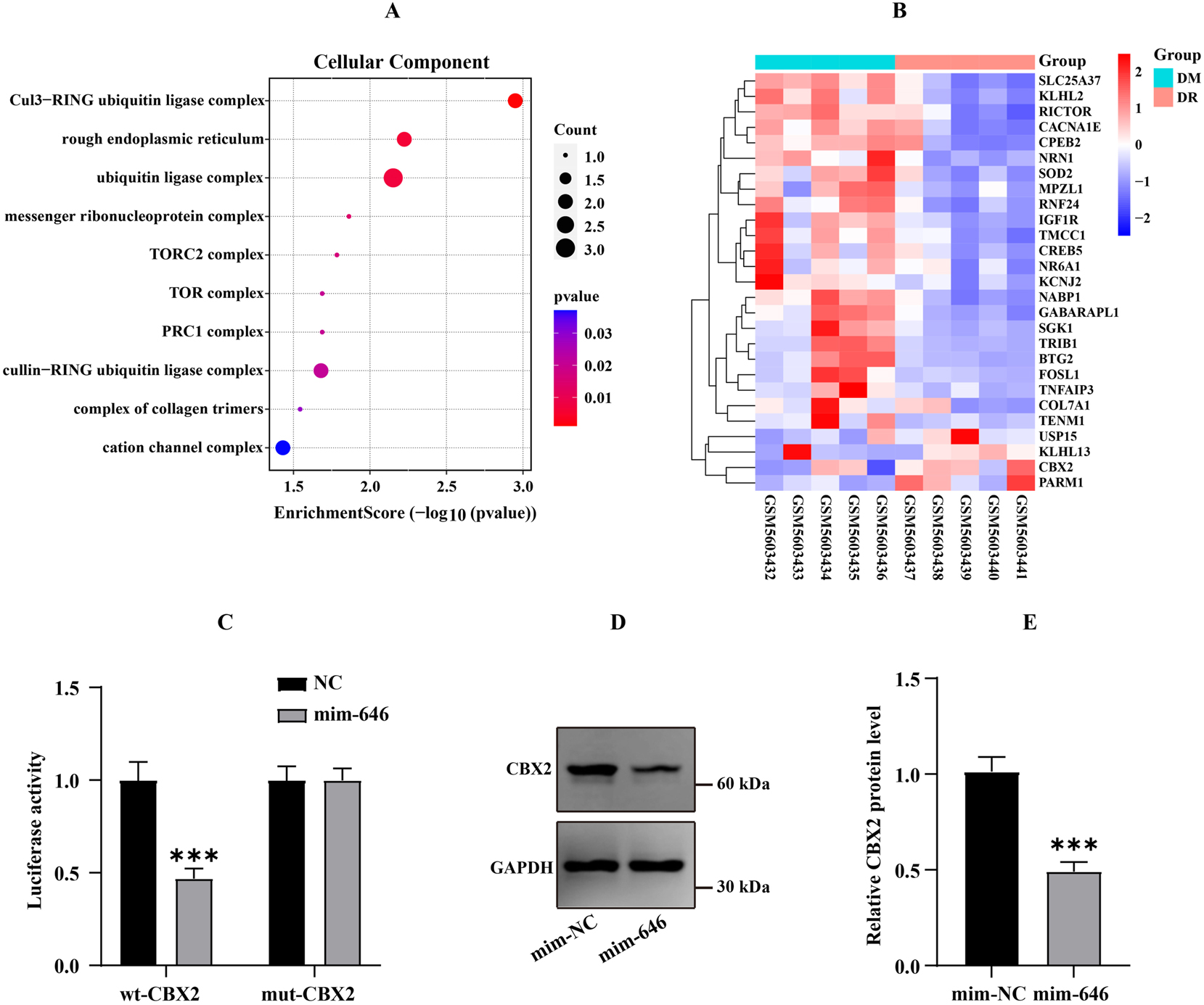 Figure 3: 

CBX2 was a target gene of hsa-miR-646 (A) The GO analysis of common genes. (B) The expression map of common genes in GSE185011 dataset. (C) Effect of hsa-miR-646 mimic on the luciferase activity of HRMECs transfected with wt-CBX2 or mut-CBX2 (D-E) Hsa-miR-646 regulated CBX2 expression. ***p<0.001.
