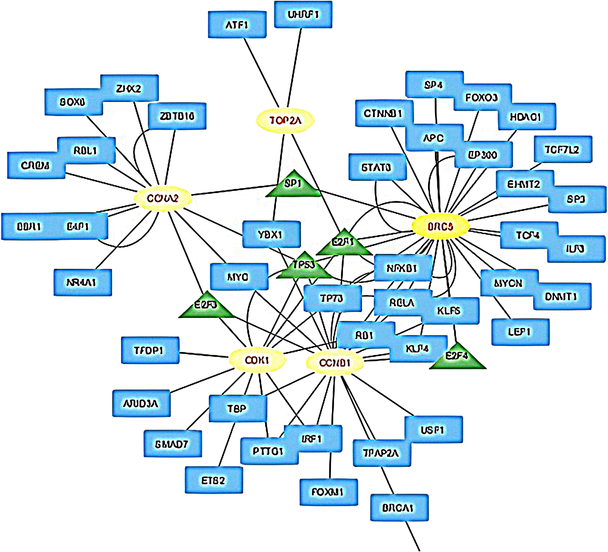 Figure 6: 
TF-hub gene interaction network visualized via cytoscape. The blue rectangle shows TFs, the yellow ellipses represent hub genes and green triangles represents hub TFs.
