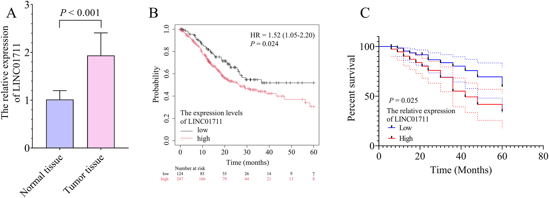 Figure 1: 
The significance of LINC01711 expression for the survival probability of gastric cancer (GC) patients. A, the bar chart showed the expression levels of LINC01711 in normal and GC tumor tissues. B, the Kaplan–Meier plotter database demonstrated the association between LINC01711 expression levels and GC patient survival probability. C, the Kaplan–Meier survival curve showed the association between LINC01711 expression levels and GC patient survival probability in this study.
