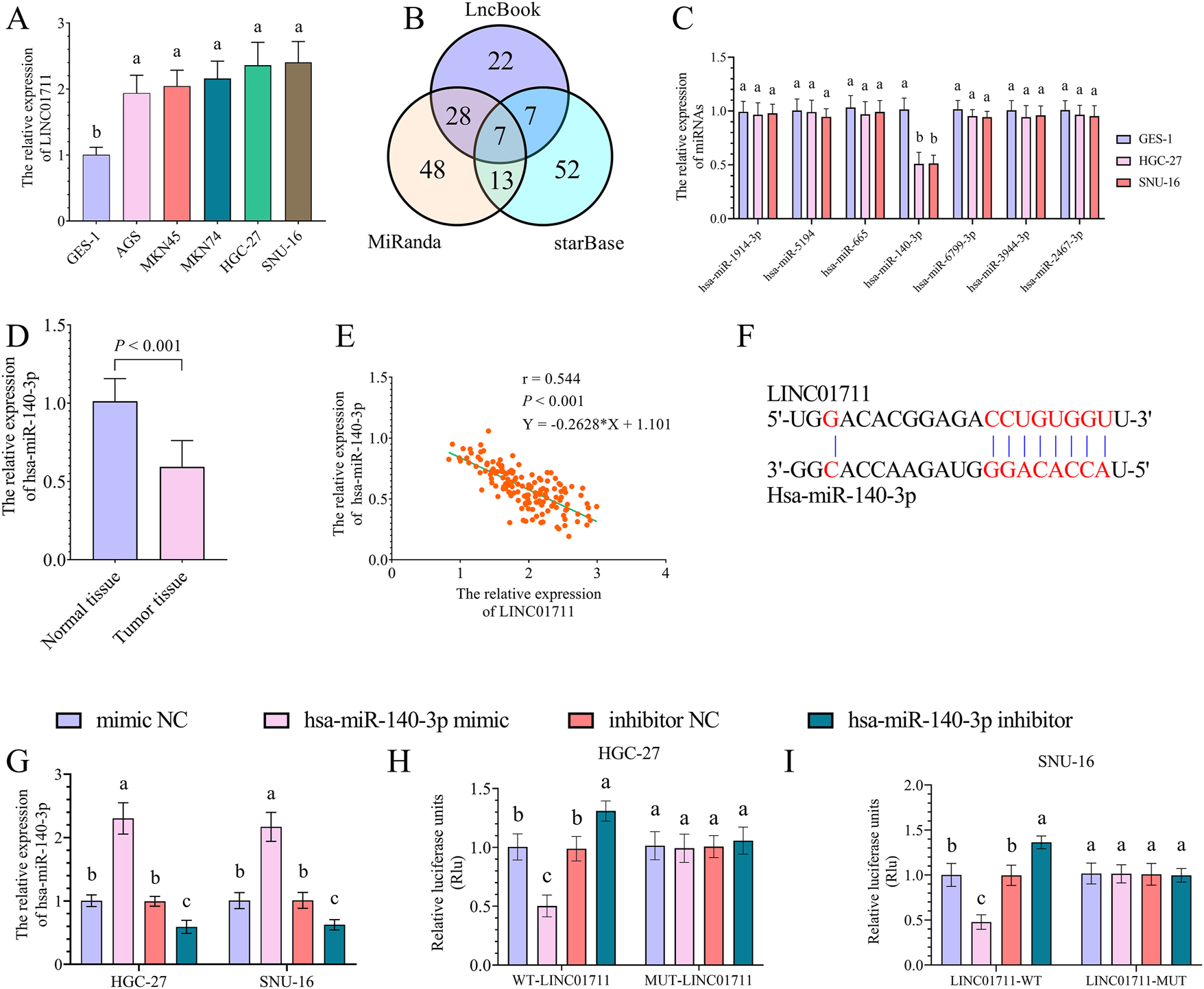 Figure 2: 
The target miRNA of LINC01711 in GC. A, the bar chart showed the expression levels of LINC01711 in gastric epithelial and GC cells. B, the Venn plot showed the number of LINC01711-targeted miRNAs due to the LncBook, miRanda, and starBase databases. C, the bar chart showed the expression levels of LINC01711-targeted miRNAs in gastric epithelial and GC cells. D, the bar chart showed the expression levels of hsa-miR-140-3p in normal and GC tumor tissues. E, Pearson’s correlation analysis showed a negative correlation between the expression of LINC01711 and hsa-miR-140-3p in GC tumor tissues. F, DIANA tools probed the binding site between LINC01711 and hsa-miR-140-3p. G, the bar chart showed the expression levels of hsa-miR-140-3p in hsa-miR-140-3p mimic or inhibitor transfected GC cells. H–I, dual luciferase assay showed the luciferase activity in WT-LINC01711 and MUT-LINC01711 groups with up- or downregulation of hsa-miR-140-3p in HGC-27 (H) and SNU-16 (I) cells. Different letters (a, b, c) represent significant differences (p < 0.05) from one-way ANOVA with Tukey’s post-hoc test or the kruskal–Wallis test with the Dunnett test.
