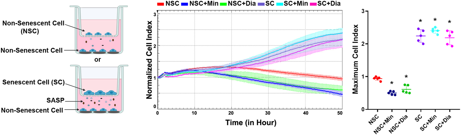 Figure 5: 
Determination of the effects of the secretome from senescent cancer cells treated with minoxidil and diazoxide on cancer cell proliferation. NSC, non-senescent cells co-cultured with non-senescent cells; NSC+Min, non-senescent cells co-cultured with non-senescent cells treated with 100 µM minoxidil; NSC+Dia, non-senescent cells co-cultured with non-senescent cells treated with 100 µM diazoxide; SC, non-senescent cells co-cultured with 300 nM doxorubicin-induced senescent cells; SC+Min, non-senescent cells co-cultured with doxorubicin-induced senescent cells treated with 100 µM minoxidil; SC+Dia, non-senescent cells co-cultured with doxorubicin-induced senescent cells treated with 100 µM diazoxide. *Indicates statistically significant difference from the NSC group (One Way ANOVA, n=5, p<0.05).
