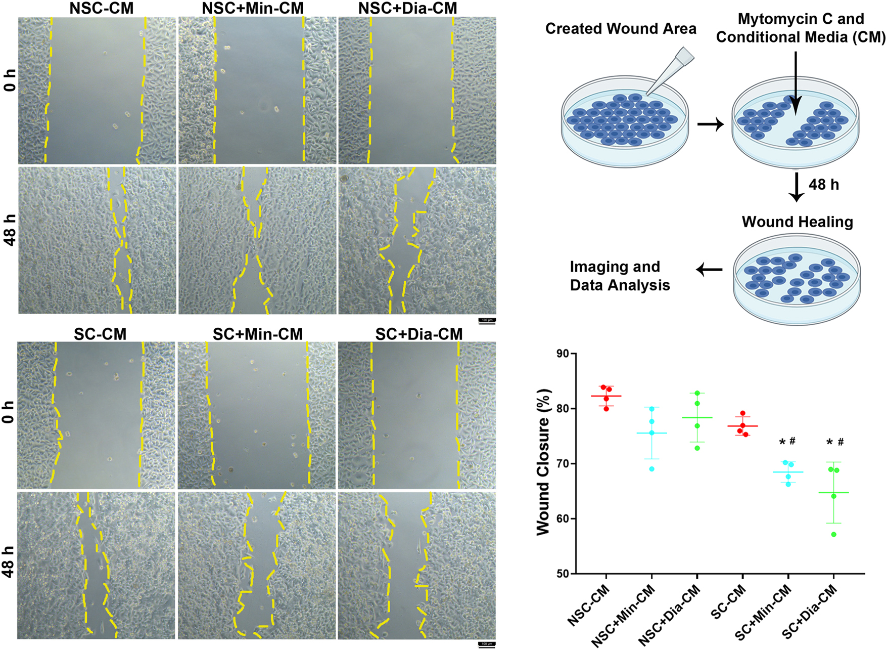 Figure 6: 
Evaluation of the effects of senescent cancer cell secretome treated with minoxidil and diazoxide on cancer cell migration. NSC-CM: conditioned media from non-senescent cells applied to non-senescent cells; NSC+Min-CM: conditioned media from non-senescent cells treated with 100 µM minoxidil applied to non-senescent cells; NSC+Dia-CM: conditioned media from non-senescent cells treated with 100 µM diazoxide applied to non-senescent cells; SC-CM: conditioned media from doxorubicin-induced senescent cells applied to non-senescent cells; SC+Min-CM: conditioned media doxorubicin-induced senescent cells treated with 100 µM minoxidil applied to non-senescent cells; SC+Dia-CM: conditioned media doxorubicin-induced senescent cells treated with 100 µM diazoxide applied to non-senescent cells. *Indicates a statistically significant difference compared to the NSC-CM group; #Indicates a statistically significant difference compared to the SC-CM group (One Way ANOVA, n=4, p<0.05).

