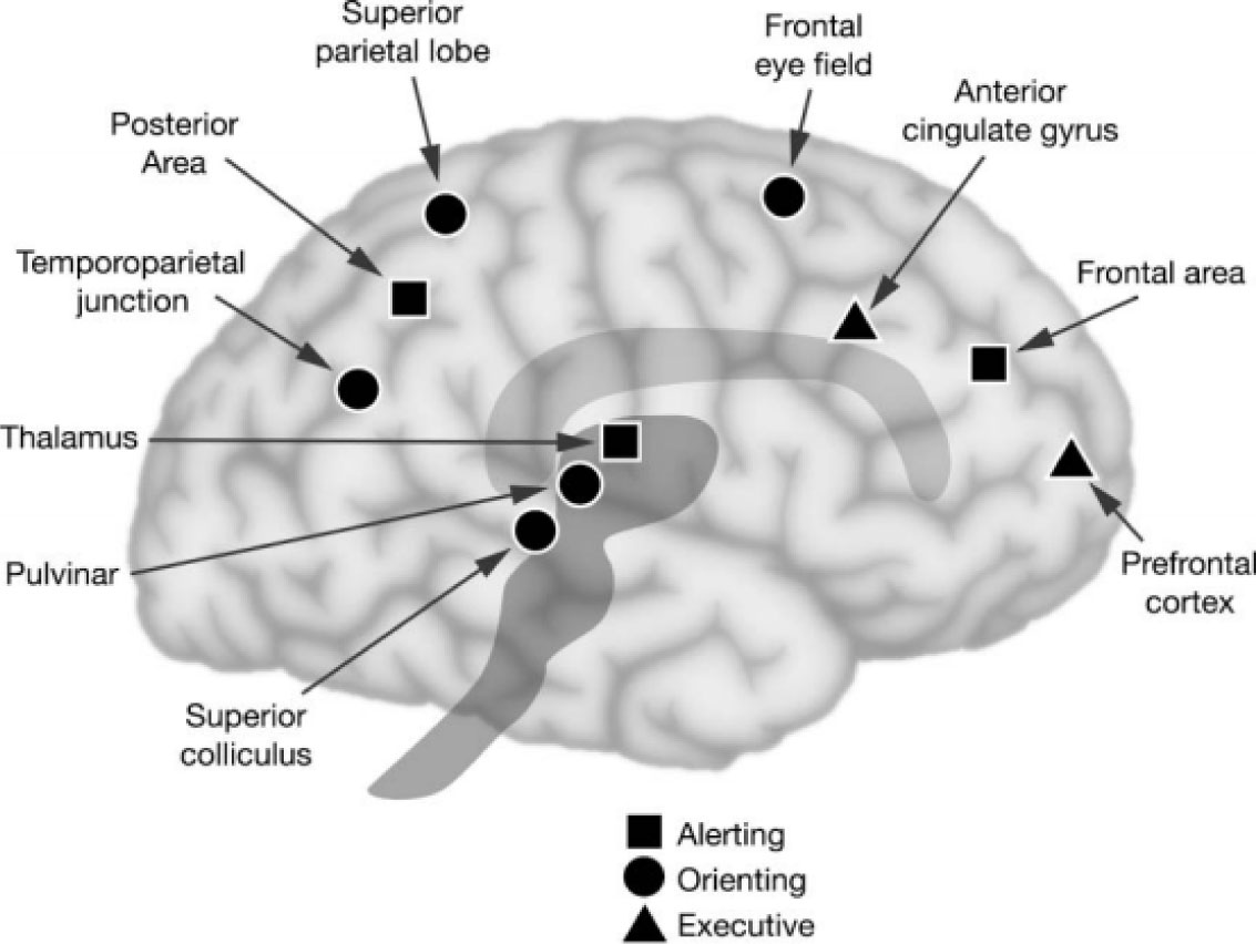 Figure 1 Anatomy of the trinity of attention networks: alerting, orienting, and executive [1].
