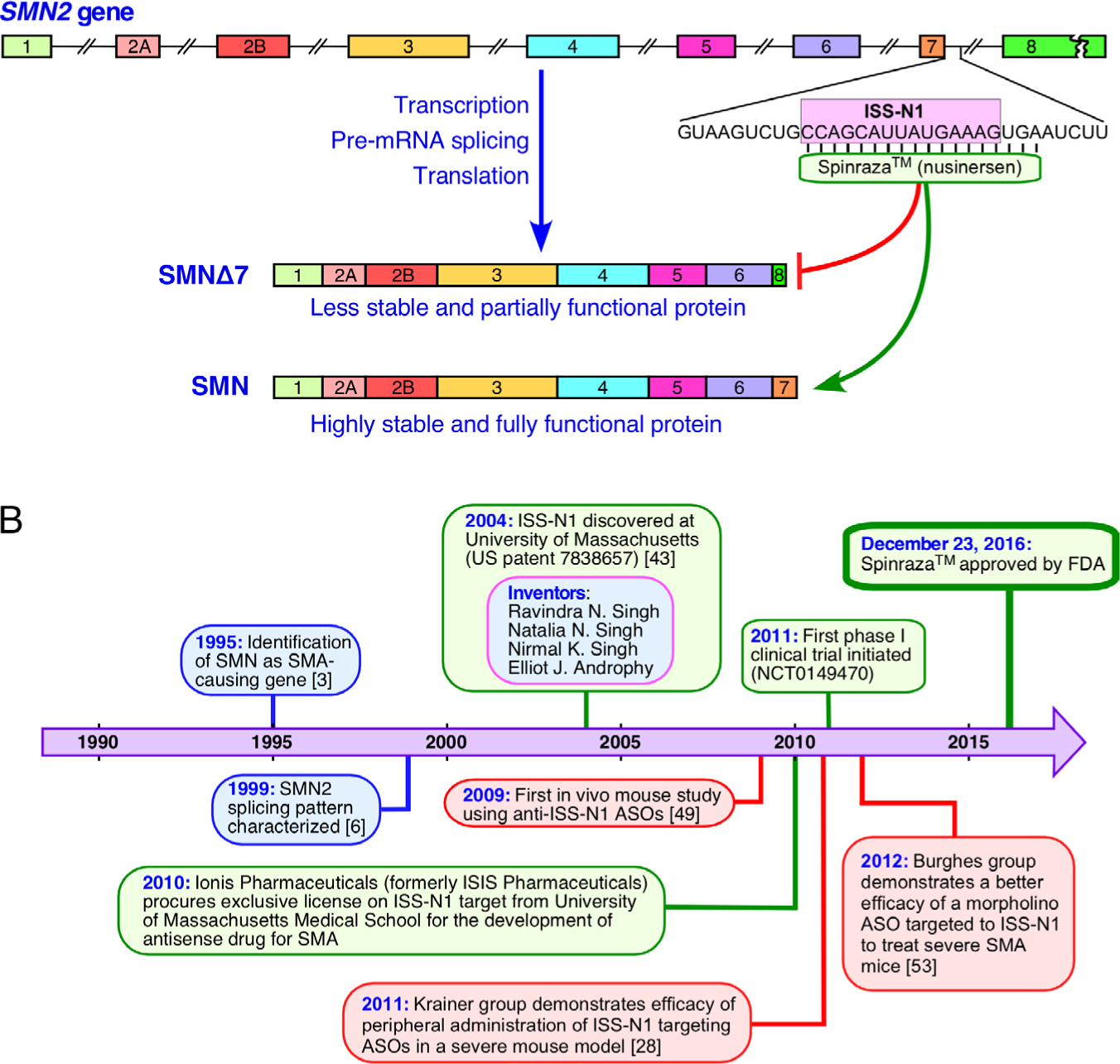 Figure 1 Spinraza™ represents the first FDA-approved drug for the treatment for SMA. (A) Overview of SMN2 genomic sequence and mechanism of Spinraza™ action. Exons are represented by colored boxes. Introns are represented by broken lines. Region of ISS-N1 downstream of exon 7 is shown. ISS-N1 is represented by pink box, annealing location of Spinraza™ is indicated. Protein products of SMN2 are shown below. Spinraza™ acts by redirecting splicing from the dysfunctional SMNΔ7 product to the full-length SMN. (B) Timeline of Spinraza™ target discovery, licensing, and therapeutic development. Purple arrow represents passage of time. Blue, red, and green ovals indicate critical developments in SMA research, landmark studies involving ISS-N1 ASOs, and critical stages in development of Spinraza™, respectively.