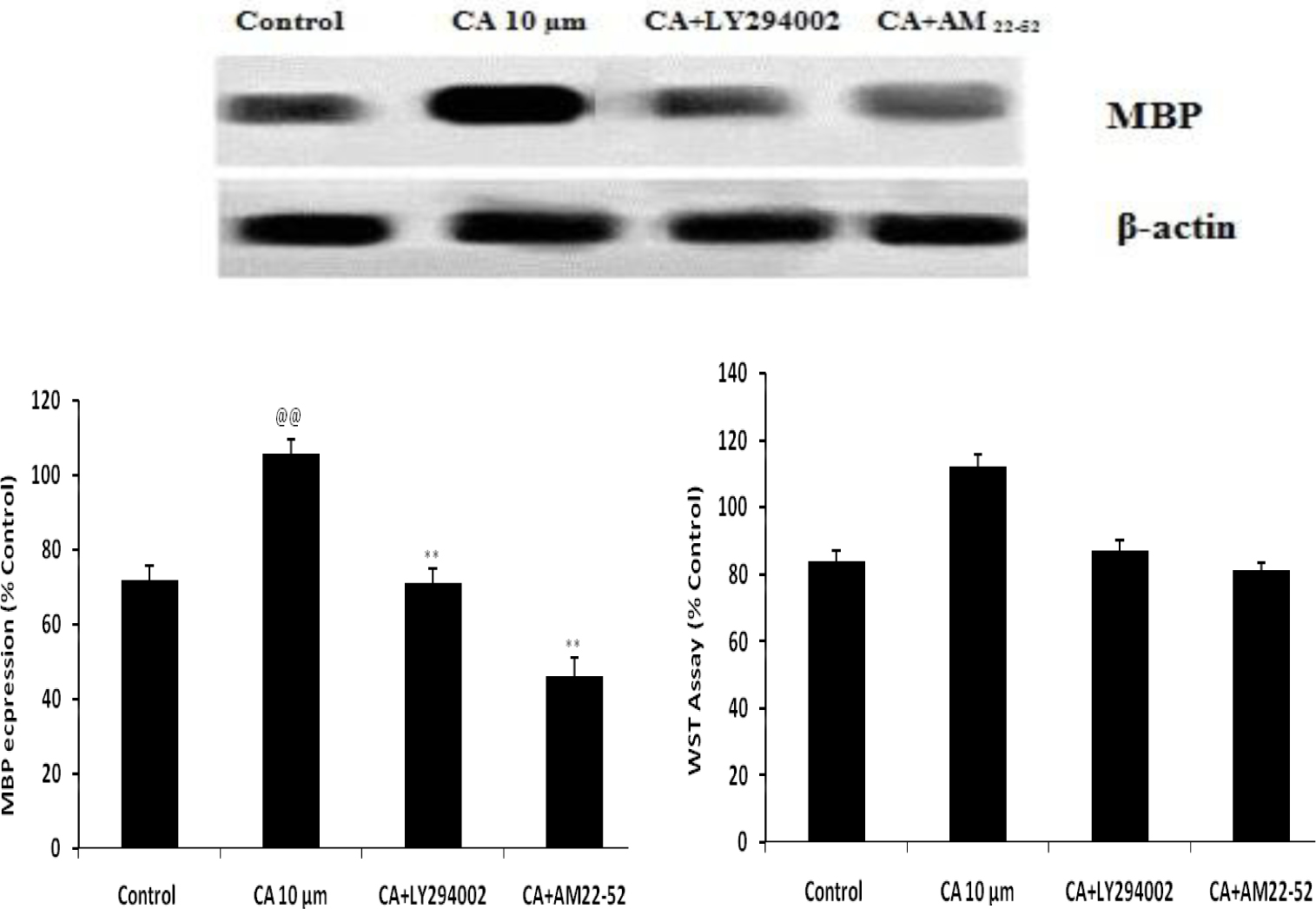 Fig. 3 Effect of Caffeoylquinic acid on differentiation and survival of OPCs in presence AM 22-52 and LY294002 Values are expressed as Mean±SD (n=6) @@p<0.01 Vs Control; **p<0.01 Vs CA 10μm