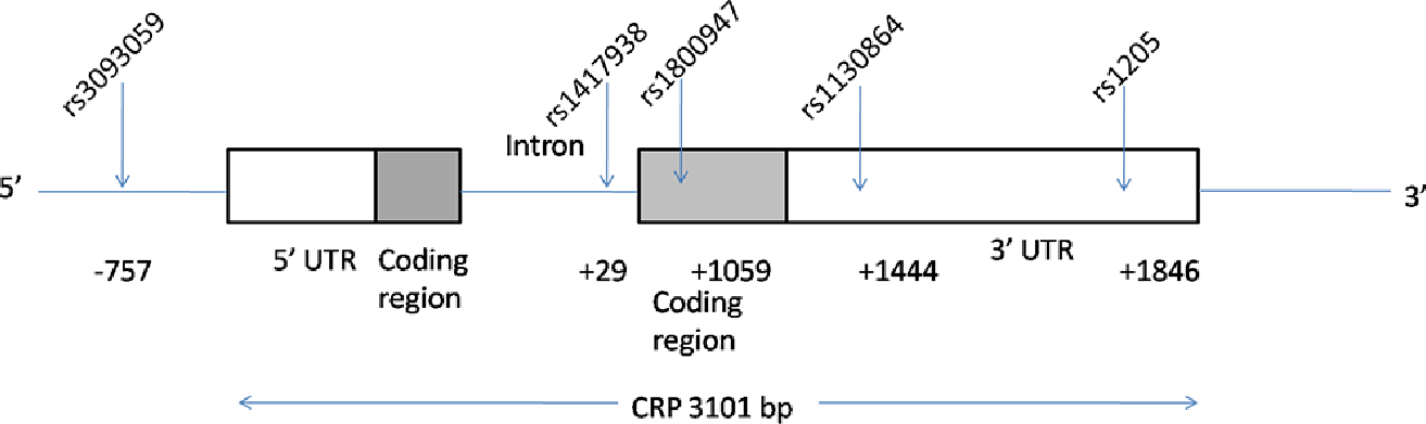 Figure 1 The C-reactive protein (CRP) gene region (chromosome 1q21–q23) and approximate locations of the tag single-nucleotide polymorphism (SNP) locations (dbSNP) relative to the transcription start site.
