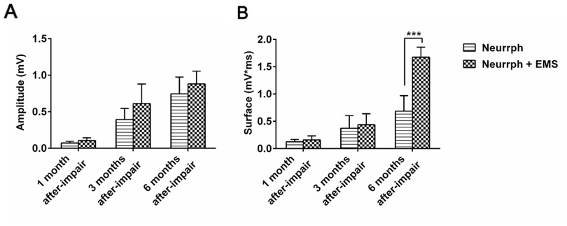 Figure 4 The two-way ANOVA analysis followed post hoc multiple comparisons with a Bonferroni correction for amplitude and AUC of MAPs, which were collected at the paralyzed whisker pad muscle during electrical stimulation of the PNG at 1, 3, and 6 months after FN repair. A. The amplitude values. Time effect (F (2, 36) = 79.5; p < 0.001) and treatment effect (F (1, 36) = 7.12; p < 0.01) were significant, but there was no interaction between time and treatment (F (2, 36) = 1.467; p = 0.244). No significant difference between the two groups was found at each time point, however the bitherapy group presented the higher amplitude values. B. The AUC values. Time effect (F (2, 43) = 130.1; p < 0.001), treatment effect (F (1, 43) = 51.99; p < 0.001) and interaction between time and treatment (F (2, 43) = 30.35; p < 0.001) were significant. ***, p < 0.001 between the bitherapy group and the neurorrhaphy group at 6 months.
