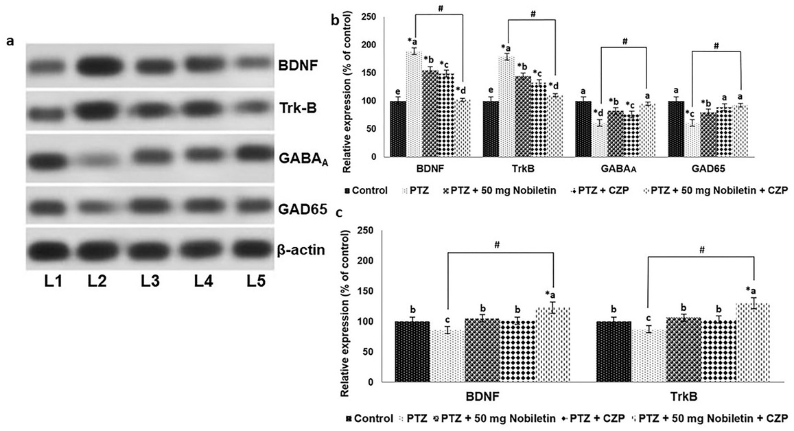 Figure 6 Nobiletin and clonazepam regulate the expression of BDNF-TrkB and GABAA and GAD65 proteins A representative Western blot is shown(a) and Relative expression of proteins (b and c) with control expression set at 100%. L1, control; L2, PTZ; L3, PTZ + 50 mg/kg nobiletin; L4, PTZ + CZP; L5, PTZ + 50 mg/kg nobiletin + CZP. Data are expressed as mean ± SD, n = 6. p < 0.05 as determined by a one-way ANOVA followed by Duncan’s multiple range test. *p < 0.05 vs. control; #PTZ vs. PTZ + 50 mg/kg nobiletin + CZP at p < 0.05. a-e represent mean values from different experimental groups that differ from each other at p < 0.05.
