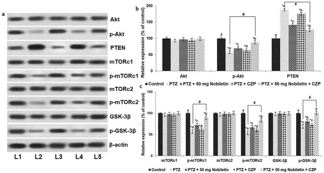 Figure 8 Nobiletin and clonazepam upregulated PI3K/Akt signaling following PTZ-induced seizure. A representative Western blot is shown (a) and Relative expression of proteins (b and c) with control expression set at 100%. L1, control; L2, PTZ; L3, PTZ + 50 mg/kg nobiletin; L4, PTZ + CZP; L5, PTZ + 50 mg/kg nobiletin + CZP. sData are expressed as mean ± SD, n = 6. p < 0.05 as determined by a one-way ANOVA followed by Duncan’s multiple range test. *p < 0.05 vs. control; #PTZ vs. PTZ + 50 mg/kg nobiletin + CZP at p < 0.05. a-d represent mean values from different experimental groups that differ from each other at p < 0.05.