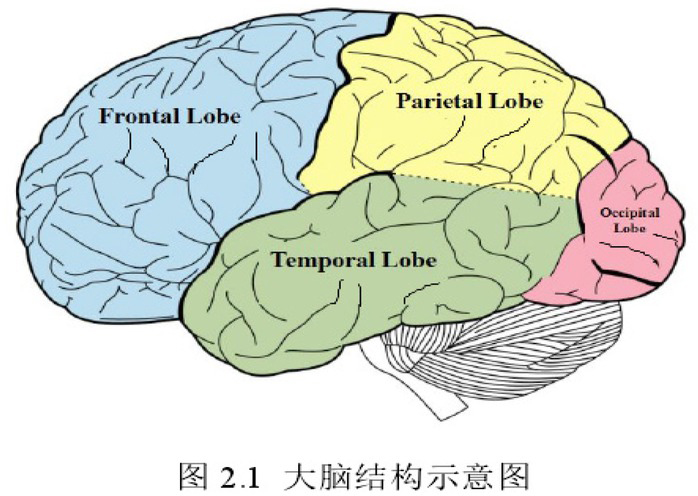 Figure 4 The structure of human brain
