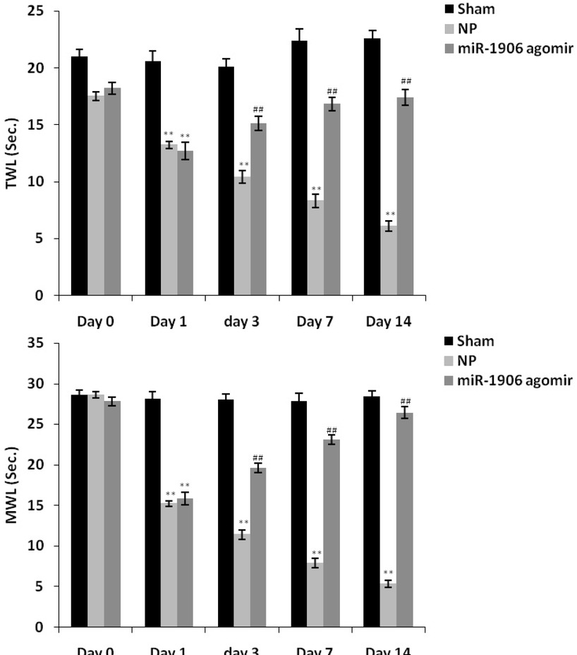 Figure 1 miR-1906 agomir attenuated thermal and mechanical withdrawal latency in a chronic constriction injury (CCI)-induced neuropathic pain (NP) rat model. Data are means ± standard error of the mean (SEM) (N = 10). **P < 0.01 compared with the sham group; ##P < 0.01 compared with the NP group.