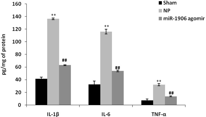 Figure 2 miR-1906 agomir attenuated spinal tissue concentrations of inflammatory cytokines in the CCI-induced NP rat model. Data are means ± SEM (N = 10). **P < 0.01 compared with the sham group; ##P < 0.01 compared with the NP group.