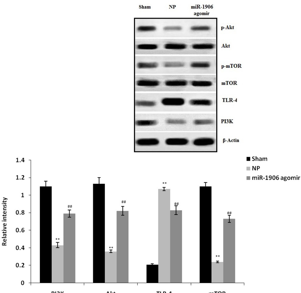 Figure 3 Western blotting results show that miR-1906 agomir attenuated the expression of TLR-4, Akt, PI3K, and mTOR in the spinal tissues of the CCI-induced NP rat model. Data are means ± SEM (N = 10). **P < 0.01 compared with the sham group; ##P < 0.01 compared with the NP group.