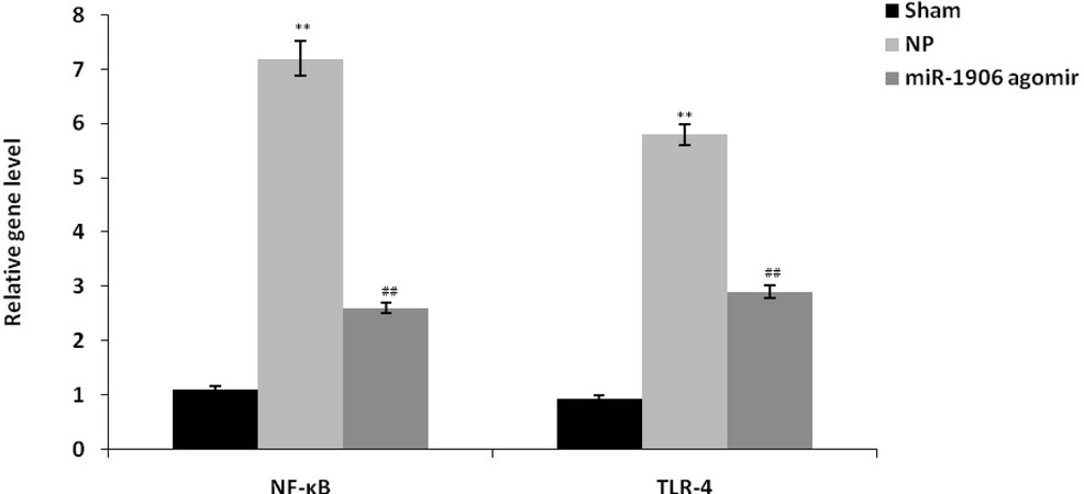 Figure 4 miR-1906 agomir attenuated mRNA gene expression of NF-κB and TLR-4 in spinal tissues of the CCI-induced NP rat model. Data are means ± SEM (N = 10). **P < 0.01 compared with the sham group; ##P < 0.01 compared with the NP group.