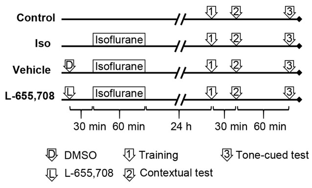 Figure 1 Groups and experimental timelines.