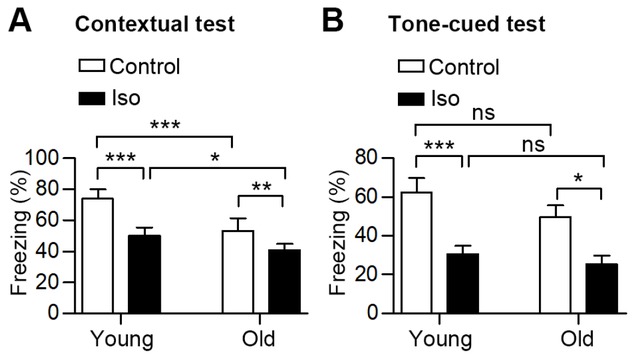 Figure 2 Freezing scores to the context (A) and to the audible cue (B) of the young and old mice under normal conditions and after anesthesia. n = 10 in the groups of young mice; n= 6 in the groups of old mice. All values show means ± SD. *, P<0.05; **, P< 0.01; ***, P<0.001; ns, not significant. P-values were obtained using one-way ANOVA plus Bonferroni posthoc tests in A and Kruskal-Wallis test plus Dunn’s multiple comparison test in B. Iso, Isoflurane.