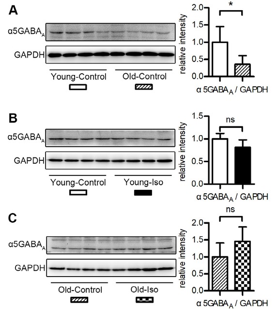 Figure 3 Hippocampal α5GABAA expression in the young and old mice. Quantification of western blots is provided. n = 4 per group. All values show means ± SD. *, P < 0.05; ns, not significant. P-values were obtained using unpaired Student’s t tests. Iso, isoflurane.