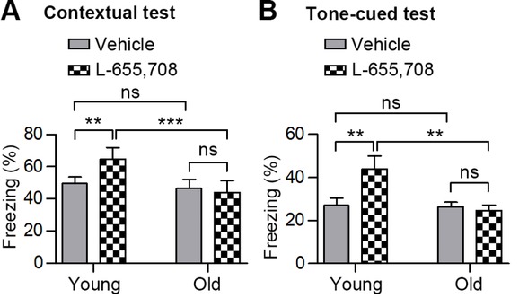Figure 4 Freezing scores to the context (A) and to the audible cue (B) of the young and old mice pre-injected with L-655,708 or vehicle (DMSO). n = 10 in the groups of young mice; n= 6 in the groups of old mice. All values show means ± SD. **, P< 0.01; ***, P<0.001; ns, not significant. P-values were obtained using Kruskal-Wallis tests plus Dunn’s multiple comparison tests in A and B.