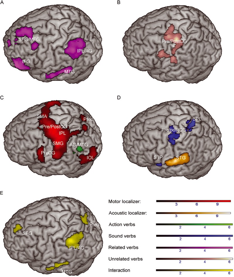 Figure 1 Greater activation to related versus unrelated verbs (A), unrelated versus related verbs (B), action versus sound verbs (C) and sound versus action verbs (D; main contrasts are depicted in magenta, pink, green or blue, respectively) during the context decision task. The main effect of feature category was overlaid with activations during the motor (red) or acoustic localizer (orange), respectively. Color range bars indicate T-scores. Cluster p was set to p < .05 (uncorrected) at the cluster level. Results of the motor and acoustic localizer are reported at p < .05 FWE-corrected at the cluster-level. AG = angular gyrus; IFG = Inferior frontal gyrus; IOL = Inferior occipital lobe; IPL = Inferior parietal lobe; MFG = Middle frontal gyrus; MTG = Middle temporal gyrus; Prec = Precuneus; Pre-/PostCG = Pre-/Postcentral gyrus; SFG = Superior frontal gyrus; SMA = Supplementary Motor Area; SMG = Supramarginal gyrus; SPL = Superior parietal lobe; STG = Superior temporal gyrus; STP = Superior temporal pole.