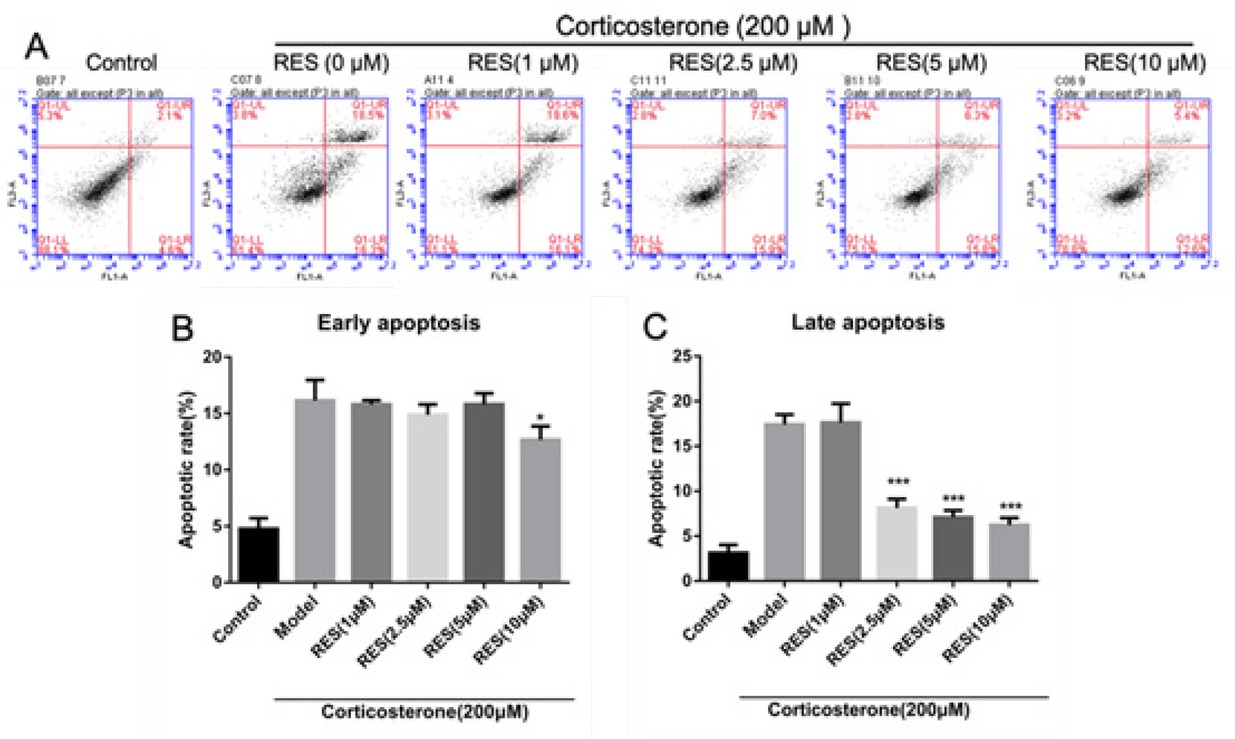 Fig. 2 Effects of RES on apoptosis rate in corticosterone-induced PC12 cells. The effect of RES on corticosterone-induced PC12 cell apoptosis based on flow cytometry analyses. The proportion (%) of cells in each quadrant is shown. Lower left quadrant (absence of both markers) indicates viable cells; upper left quadrant [propidium iodide (PI) positive] indicates cellular necrosis; upper right quadrant (Annexin V positive and PI positive) indicates late-stage apoptosis or cellular necrosis; lower right quadrant (Annexin V positive) indicates early-stage apoptosis. (B) Analysis of early-stage apoptosis, (n = 3). (C) Analysis of late-stage apoptosis, (n = 3). Data are expressed as a percentage of the control and the results are expressed as the means ± SD. *p < 0.05 and ***p < 0.01 vs model group.
