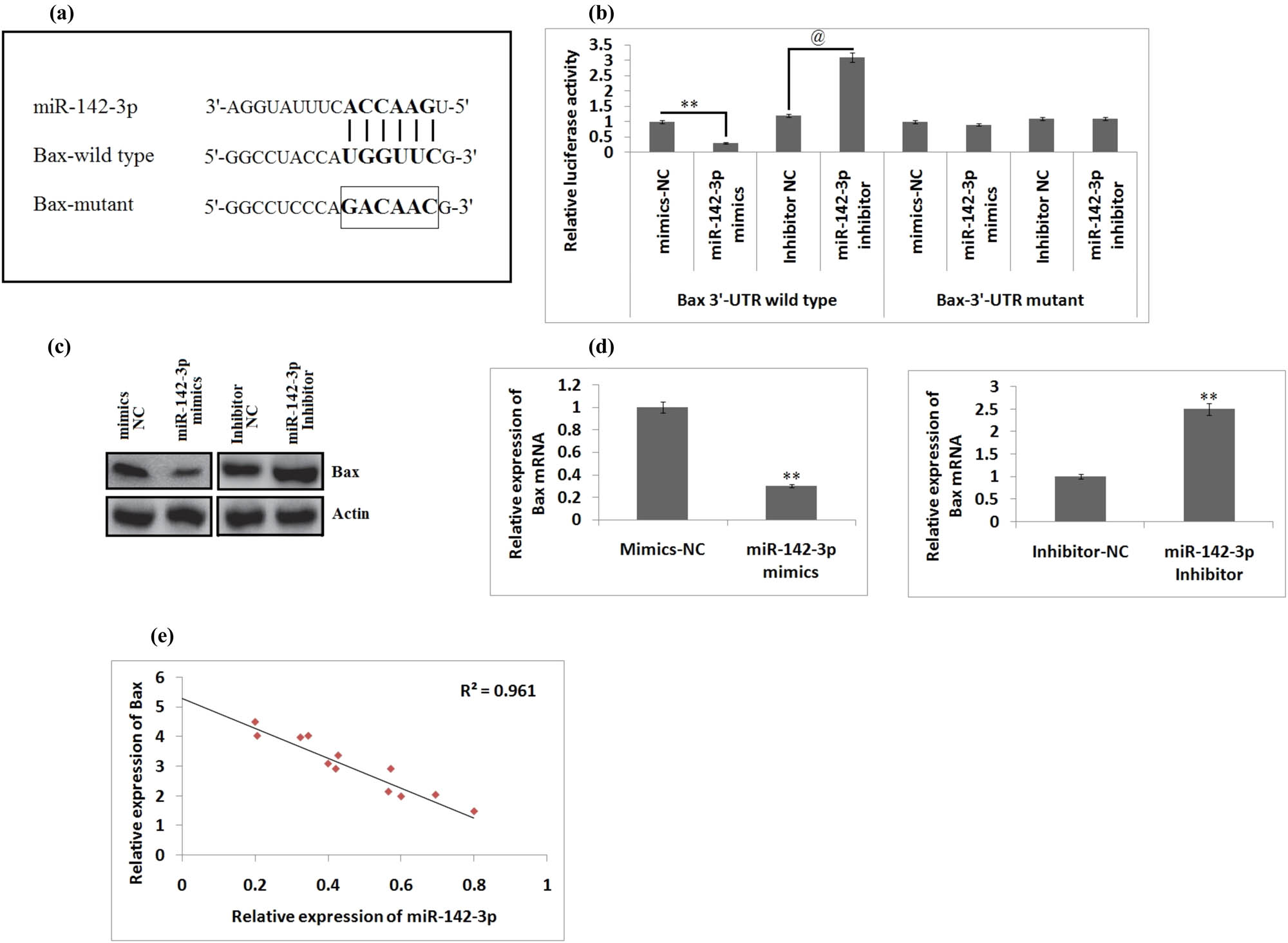 Figure 3
Bax is the potential target of miR-142-3p in BV-2 cells. (a) TargetScan predicted potential binding sites on the 3′UTR of Bax mRNA. (b) Quantitative results of luciferase activity of Bax-wt or mut 3′UTR in cells transfected with miR-142-3p mimics/inhibitor and NC. **P < 0.01, and P < 0.01 compared to NC. (c) Protein expression by western blot analysis. (d) Quantitative results of mRNA expression for Bax done by western blot analysis and qRT-PCR. **P < 0.01 compared to a negative control. (e) Quantitative results showing a negative correlation between expression of miR-142-3p and Bax (r = 0.961). The results are presented as mean ± SD.