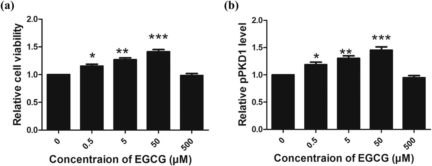 Figure 1 
            Effect of EGCG on cell viability and PKD1 phosphorylation in CGNs in vitro. (a) EGCG increased the peak levels of CGN survival and PKD1 phosphorylation at a concentration of 50 µM (a and b). (*p < 0.05, **p < 0.01, ***p < 0.0001, five independent experiments.)
          