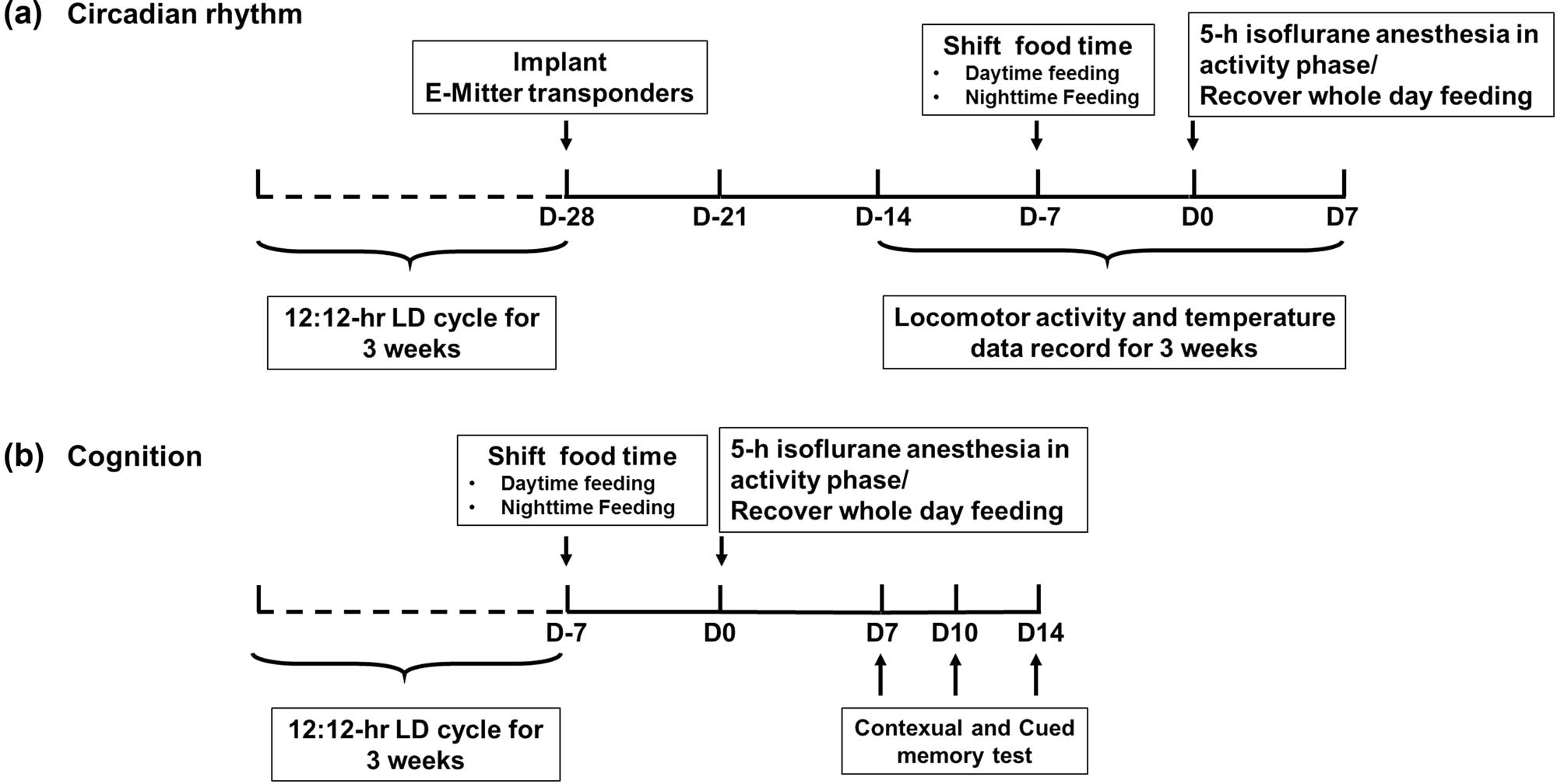 Figure 1
(a) The effect of feeding schedule on daily rhythm before and after isoflurane anaesthesia. After manipulating RF, mice were divided into five groups: control group (feeding throughout the entire day, from ZT0 to ZT24, n = 8), Night-Feeding group (feeding during nighttime, from ZT12 to ZT24, n = 8), Day-Feeding group (feeding during daytime, from ZT0 to ZT12, n = 8), Night-Feeding + Anes group (feeding during nighttime from ZT12 to ZT24 and receive isoflurane on D0, n = 8), and Day-Feeding + Anes group (feeding during daytime from ZT0 to ZT12 and receive isoflurane on D0, n = 8). (b) The effect of feeding schedule on post-anaesthetic fear memory at D7, D10, D14. After manipulating RF, mice were divided into six groups: Control group (feeding throughout the entire day, from ZT0 to ZT24, n = 8), Control + Anes group (feeding throughout the entire day, from ZT0 to ZT24 and receive isoflurane on D0, n = 8), Night-Feeding group (feeding during nighttime, from ZT12 to ZT24, n = 8), and Day-Feeding group (feeding during daytime, from ZT0 to ZT12, n = 8), Night-Feeding + Anes group (feeding during nighttime from ZT12 to ZT24 and receive isoflurane on D0, n = 8), Day-Feeding + Anes group (feeding during daytime from ZT0 to ZT12 and receive isoflurane on D0, n = 8).