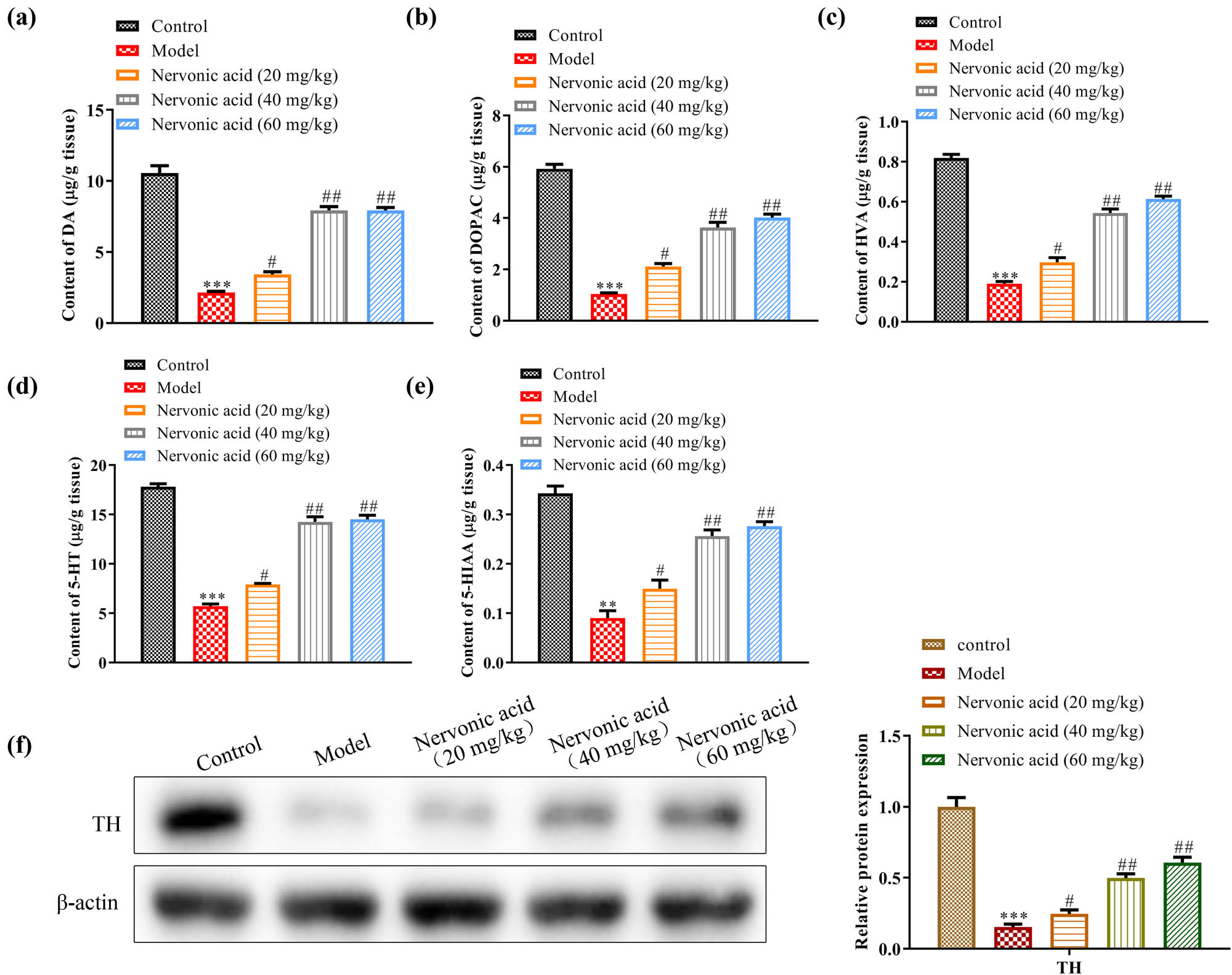 Figure 2
NA upregulated striatal DA, 5-HT, and their metabolites as well as TH of the MPTP-treated mice model. The level of DA (a), 5-HT (b), DOPAC (c), HVA (d), and 5-HIAA (e) in the striatum of mice with different treatments were detected by HPLC, respectively. (f) Change in TH protein level between different NA administration group was detected by western blot (left) and the relative quantification was calculated (right), which showed the protein expression levels of TH and β-actin of five groups and the quantitative analysis chart. Data were shown as the mean ± SEM. N = 5, *p < 0.05, **p < 0.01, ***p < 0.001 vs the control group. #
p < 0.05, ##
p < 0.01, ###
p < 0.001 vs model group. The control group was treated by vehicle without MPTP stimulation. The model mice were subjected to vehicle treatment after MPTP administration.