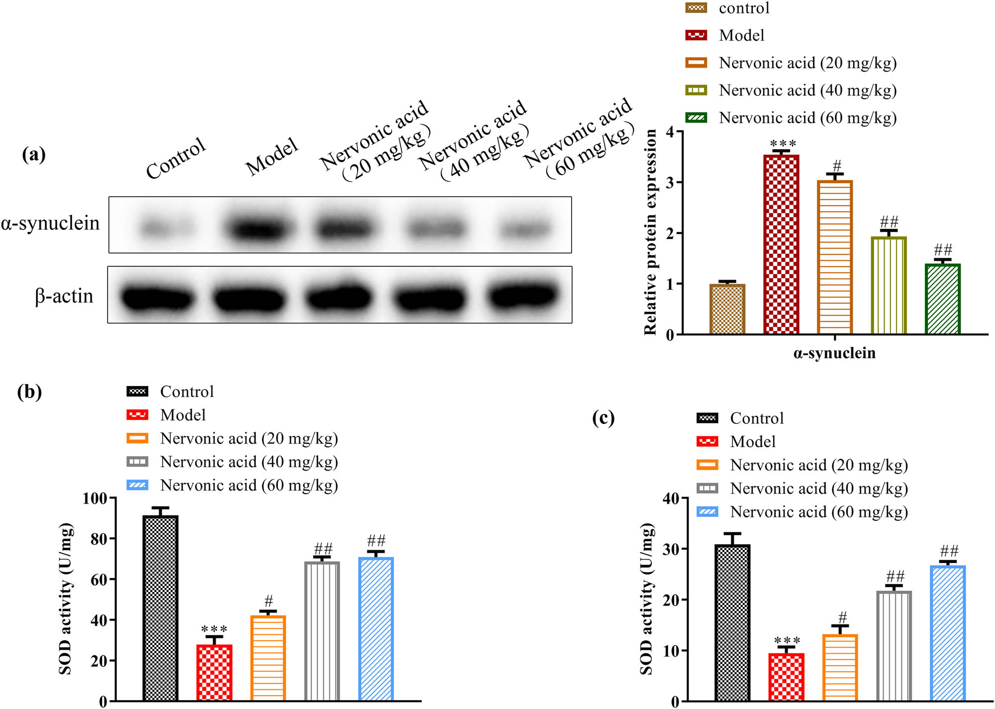 Figure 3
NA downregulated α-synuclein with an ameliorated oxidative stress on the expression of α-synuclein and oxidative stress. (a) Western blot analysis of the protein expression levels of α-synuclein and β-actin of five groups and the quantitative analysis chart. Change in α-synuclein protein level between different NA administration group was detected by western blot (left) and the relative quantification was calculated (right). (b and c) Activities of SOD and GSH in the striatum of mice with different treatments. Data were shown as the mean ± SEM. N = 5, *p < 0.05, **p < 0.01, ***p < 0.001 vs the control group. #
p < 0.05, ##
p < 0.01, ###
p < 0.001 vs model group. The control group was treated by vehicle without MPTP stimulation. The model mice were subjected to vehicle treatment after MPTP administration.