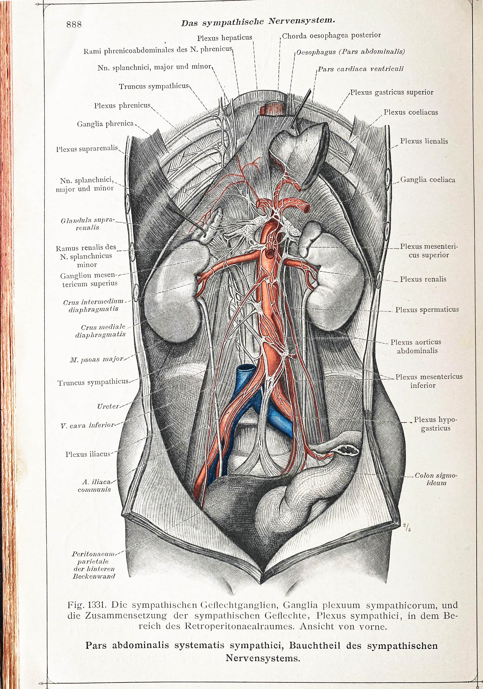 Figure 1 
                  Anatomical illustration of the abdominal sympathetic system in an ancient anatomical atlas (Dr Carl Toldt, Berlin and Vienna, 1903).
               