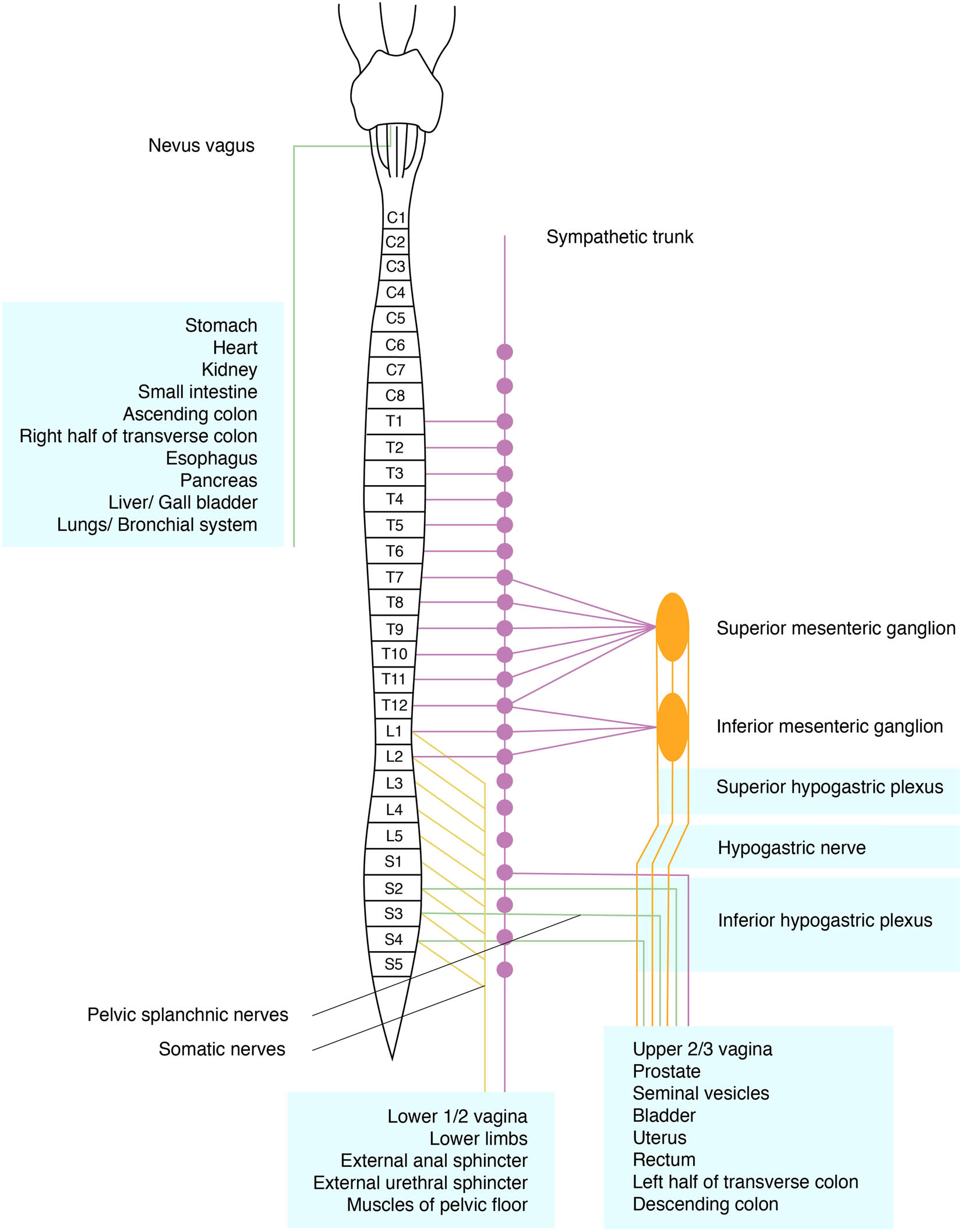 Figure 2 
               Schematic diagram of somatic and autonomic pelvic nerves.
            