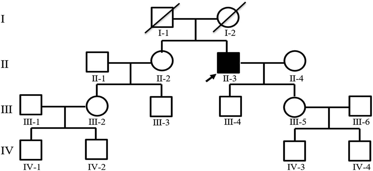 Figure 1
Pedigree of the family with SCA40. Squares indicate males; circles indicate females; an arrow indicates the propositus. Slash marks indicate subjects who are deceased. Roman numerals indicate generations, and Arabic numbers indicate subjects. SCA40, spinocerebellar ataxia type 40.