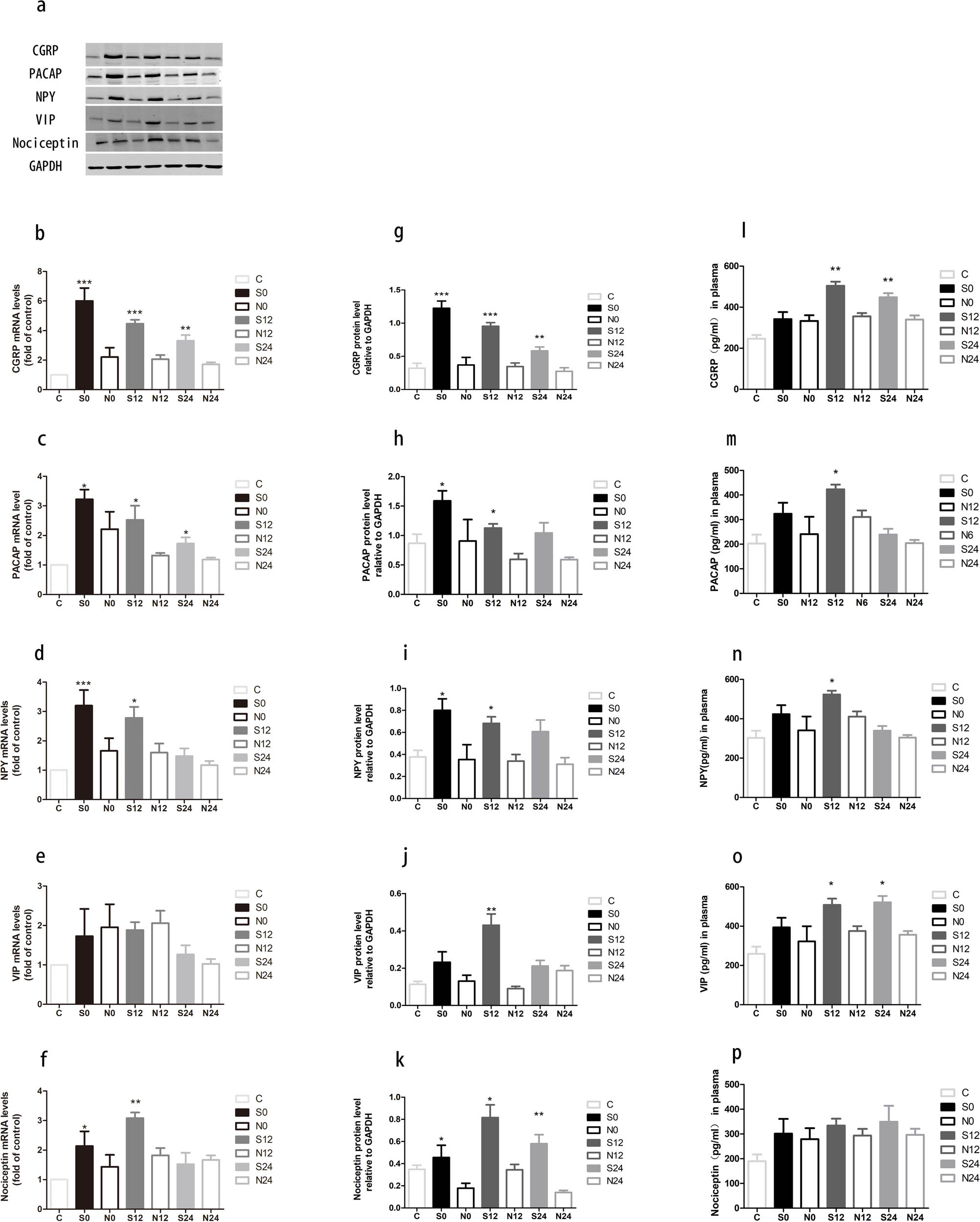 Figure 2
Electrical stimulation of TG upregulates the expression of neuropeptides and increases their release into the blood. (a–e) mRNA levels in the stimulation and sham-stimulation groups measured with RT-PCR. The protein expression in the rat TG (f) and the quantified levels (g–k) detected with WB. (l–p) Neuropeptide levels in plasma were detected with ELISA (C, control; S, stimulation; N, sham-stimulation). Mean ± SEM, n = 6 (*vs the sham-stimulation group, *P < 0.05, **P < 0.01, and ***P < 0.001).