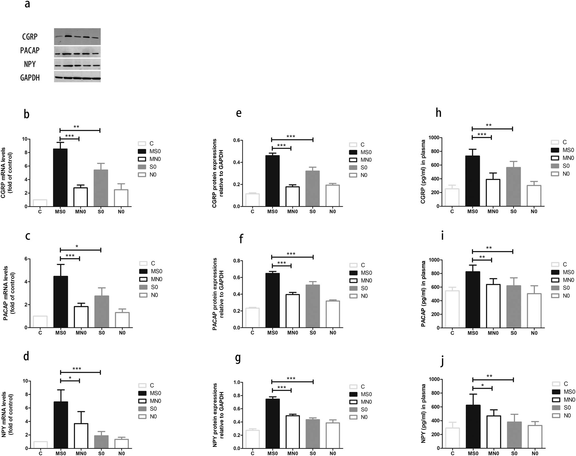 Figure 3
Repetitive stimulation of rat TG further enhances neuropeptide expression. (a–c) mRNA levels measured with RT-PCR. (d–g) Protein expression in the rat TG (d) and the quantified levels (e–g) detected with WB. (h–j) Neuropeptides levels in plasma levels were detected with ELISA (C, control; S, stimulation; N, sham-stimulation; MS, multiple stimulation; MNS, nonmultiple stimulation). Mean ± SEM, n = 6. (*P < 0.05, **P < 0.01, and ***P < 0.001).