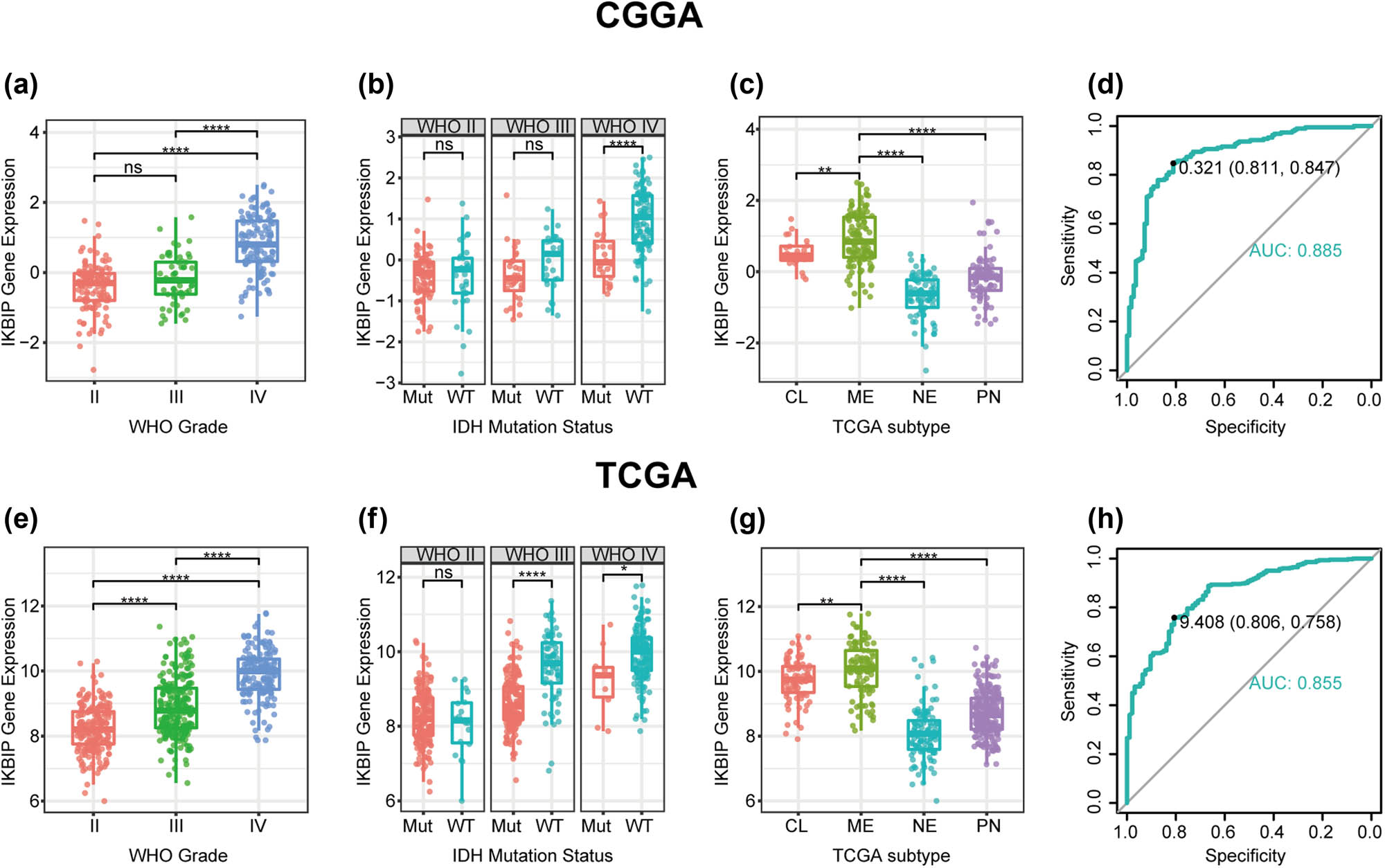 Figure 1 
                  
                     IKBIP expression in CGGA and TCGA data set according to the WHO grade (a and e), IDH mutation status (b and f), TCGA molecular subtype (c and g) and ROC curves (d and h) for distinguishing mesenchymal subtype. Mut, mutation; WT, wild type; CL, classical; ME, mesenchymal; NE, neural; PN, proneural. * indicates p value < 0.05, **indicates p value < 0.01, *** indicates p value < 0.001, **** indicates p value < 0.0001.
               