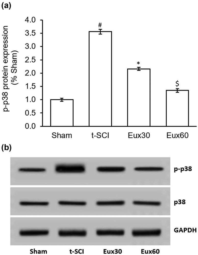 Figure 6
Effect of Euxanthone on p-p38 protein expression in t-SCI-induced rats. (a) Quantification and (b) representative Western blot images of the effect of Euxanthone on p-p38 protein expression. GAPDH served as an internal control. The data are represented as the mean value ± standard error of mean. #
p < 0.01 relative to sham group, *p < 0.05 relative to t-SCI model group, and $
p < 0.05 relative to t-SCI model group and Eux30 study group. t-SCI, traumatic spinal cord injury; Eux30 and Eux60, Euxanthone 30 and 60 mg/kg, respectively, in t-SCI-induced rats; p, phosphorylated.