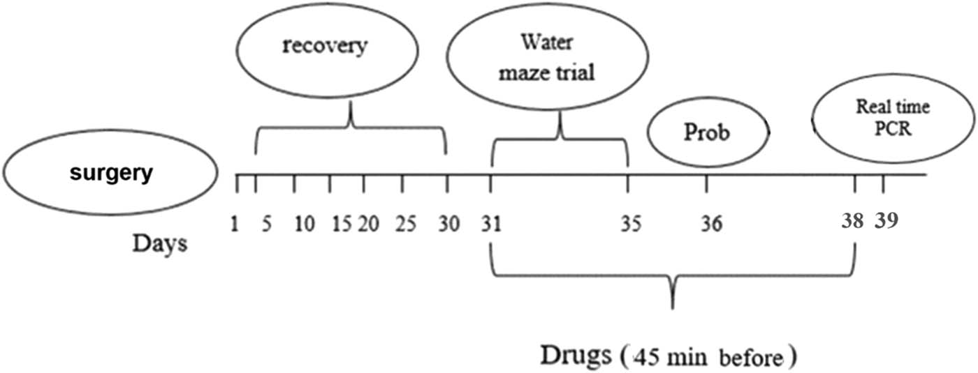 Figure 1
Diagram of experimental protocol for drug administration, surgery, behavioral, and gene expression analysis.