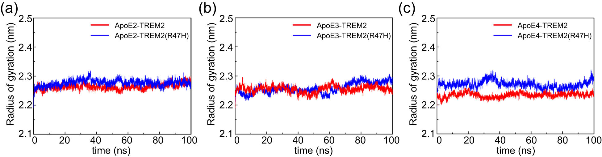 Figure 4 
                  The Rg values of the ApoE–TREM2 complexes during 100 ns of MD simulation. (a) Rg values of ApoE2–TREM2 and ApoE2–TREM2 (R47H). (b) Rg values of ApoE3–TREM2 and ApoE3–TREM2 (R47H). (c) Rg values of ApoE4–TREM2 and ApoE4–TREM2 (R47H). Color scheme: red indicates ApoE–TREM2; blue indicates ApoE–TREM2 (R47H). The ordinate represents Rg (nm), and the abscissa represents time (ns).
               
