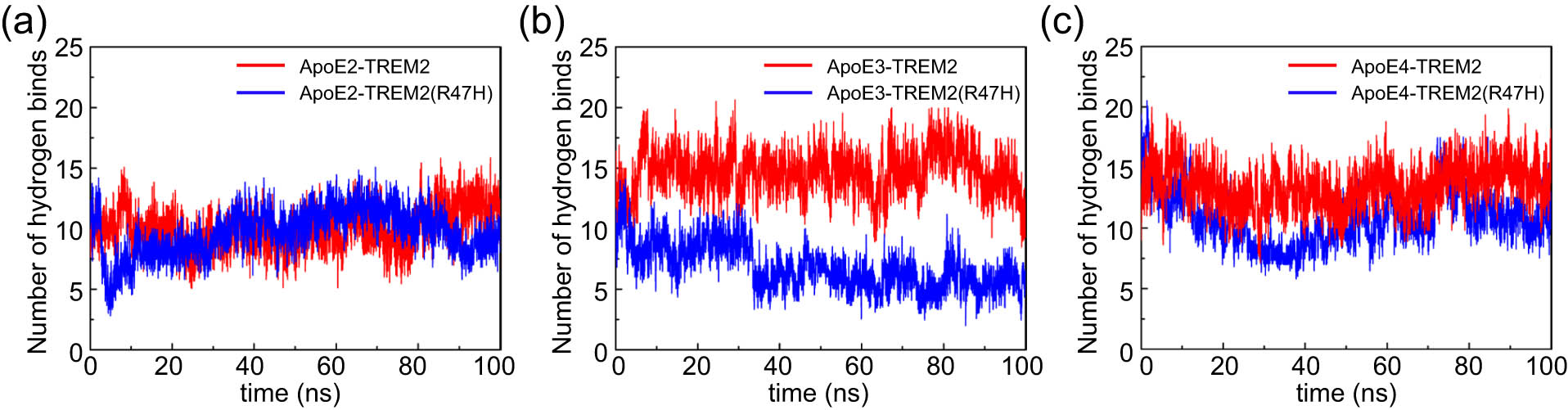 Figure 5 
                  Changes in the number of hydrogen bonds between the ApoE protein and TREM2 during the MD simulation. (a) Hydrogen bond number between ApoE2 and TREM2. (b) Hydrogen bond number between ApoE2 and TREM2. (c) Hydrogen bond number between ApoE2 and TREM2. Color scheme: red indicates ApoE–TREM2, and blue indicates ApoE–TREM2 (R47H). The ordinate represents the number of hydrogen bonds, and the abscissa represents time (ns).
               