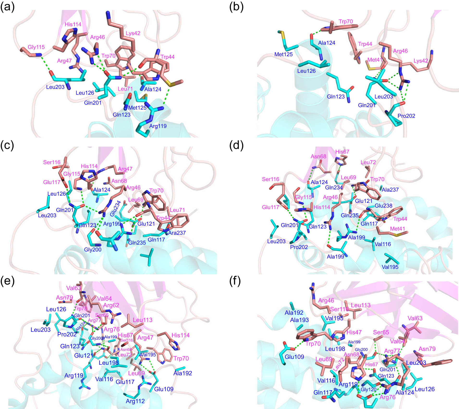 Figure 6 
                  Three-dimensional binding mode between ApoE and the TREM2 protein. (a and b) The three-dimensional binding mode of ApoE2–TREM2 and ApoE2–TREM2 (R47H). (c and d) The three-dimensional binding mode of ApoE3–TREM2 and ApoE3–TREM2 (R47H). (e and f) The three-dimensional binding mode of ApoE4–TREM2 and ApoE4–TREM2 (R47H). The green dashed line indicates the hydrogen bond, and blue and purple indicate the amino acid residues in the ApoE and TREM2 proteins.
               