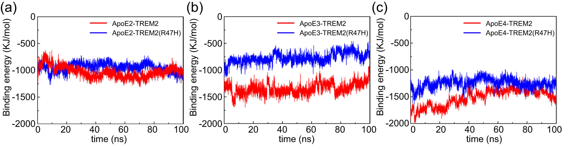 Figure 7 
                  Changes in the binding energy between the ApoE isoform and TREM2 during the MD simulation. (a) Binding energies of ApoE2–TREM2 and ApoE2–TREM2 (R47H). (b) Binding energies of ApoE3–TREM2 and ApoE3–TREM2 (R47H). (c) Binding energies of ApoE4–TREM2 and ApoE4–TREM2 (R47H). Color scheme: red indicates ApoE–TREM, and blue indicates ApoE–TREM (R47H). The ordinate represents the binding energy (kJ/mol), and the abscissa represents time (ns).
               