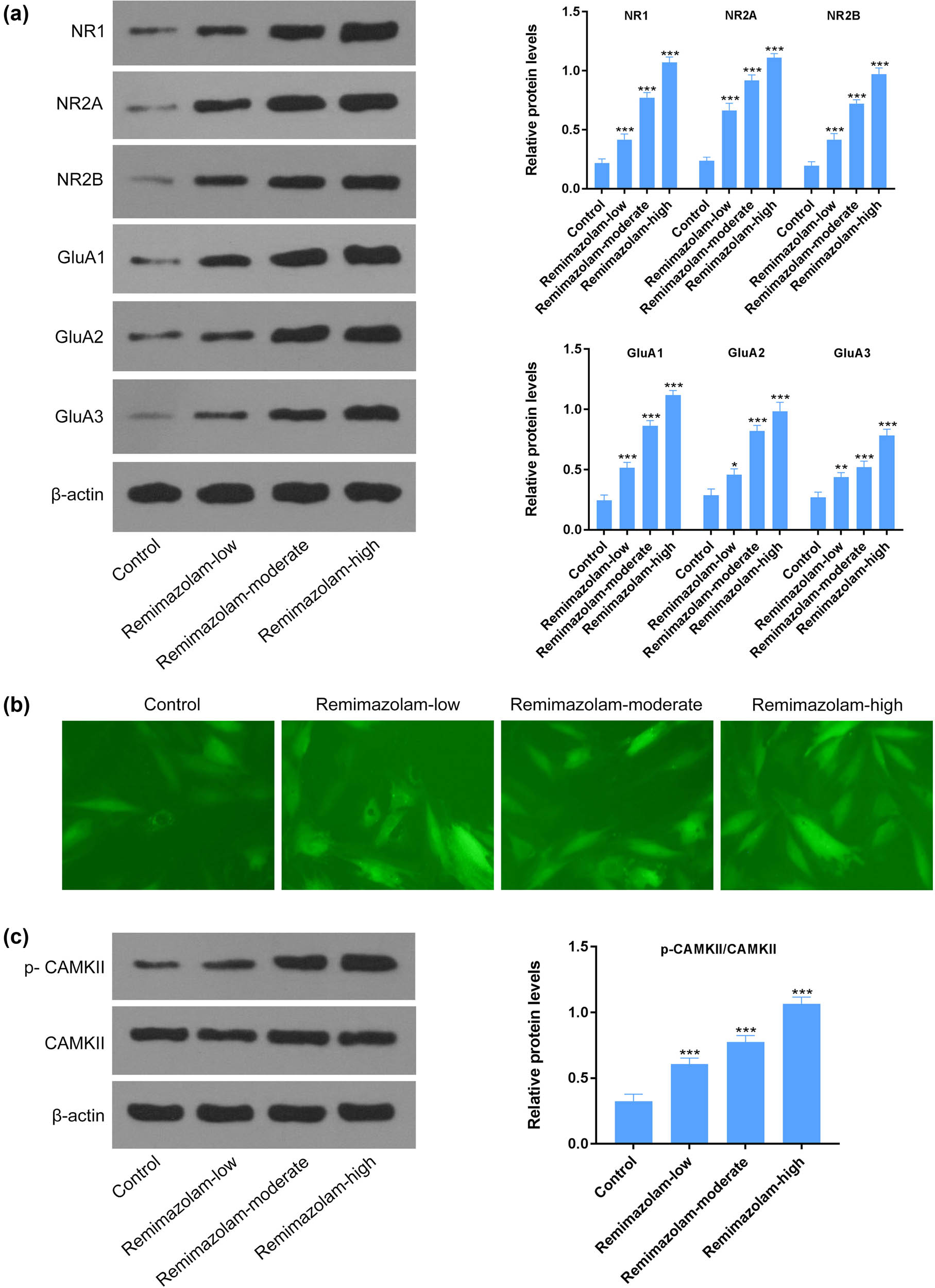 Figure 3 
                  Remimazolam induced glutamate excitotoxicity by increasing Ca2+ influx. (a) Remimazolam increased expression of glutamate receptor NMDA or AMPA receptors. (b) Remimazolam mediated increased calcium influx in treated mice. (c) Remimazolam induced activation of CAMKII in treated groups. Quantifications of protein levels. Experiments (n = 3). Data represent mean ± SEM. *P < 0.05, **P < 0.01, ***P < 0.001.
               