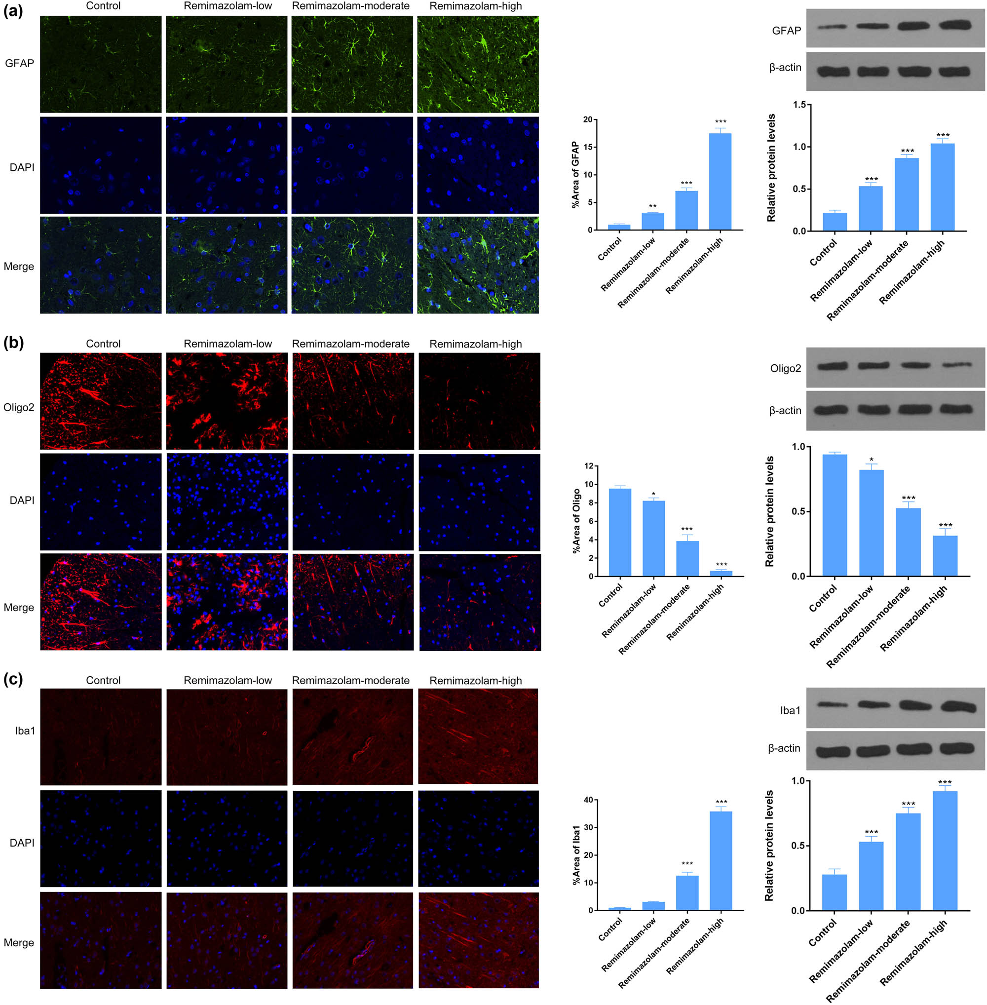 Figure 5 
                  Remimazolam induced changes in CNS cells. (a) Remimazolam mediated activation of astrocytes in brain cortex, treated group showed significant astrocytes activation. (b) Remimazolam significantly increased the number of oligodendrocyte cells in brain cortex. (c) Activation of microglial cells in brain cortex in treated group compared to control. Right panels show quantifications of protein levels. Experiments (n = 3). Data represent mean ± SEM. *P < 0.05, **P < 0.01, ***P < 0.001.
               
