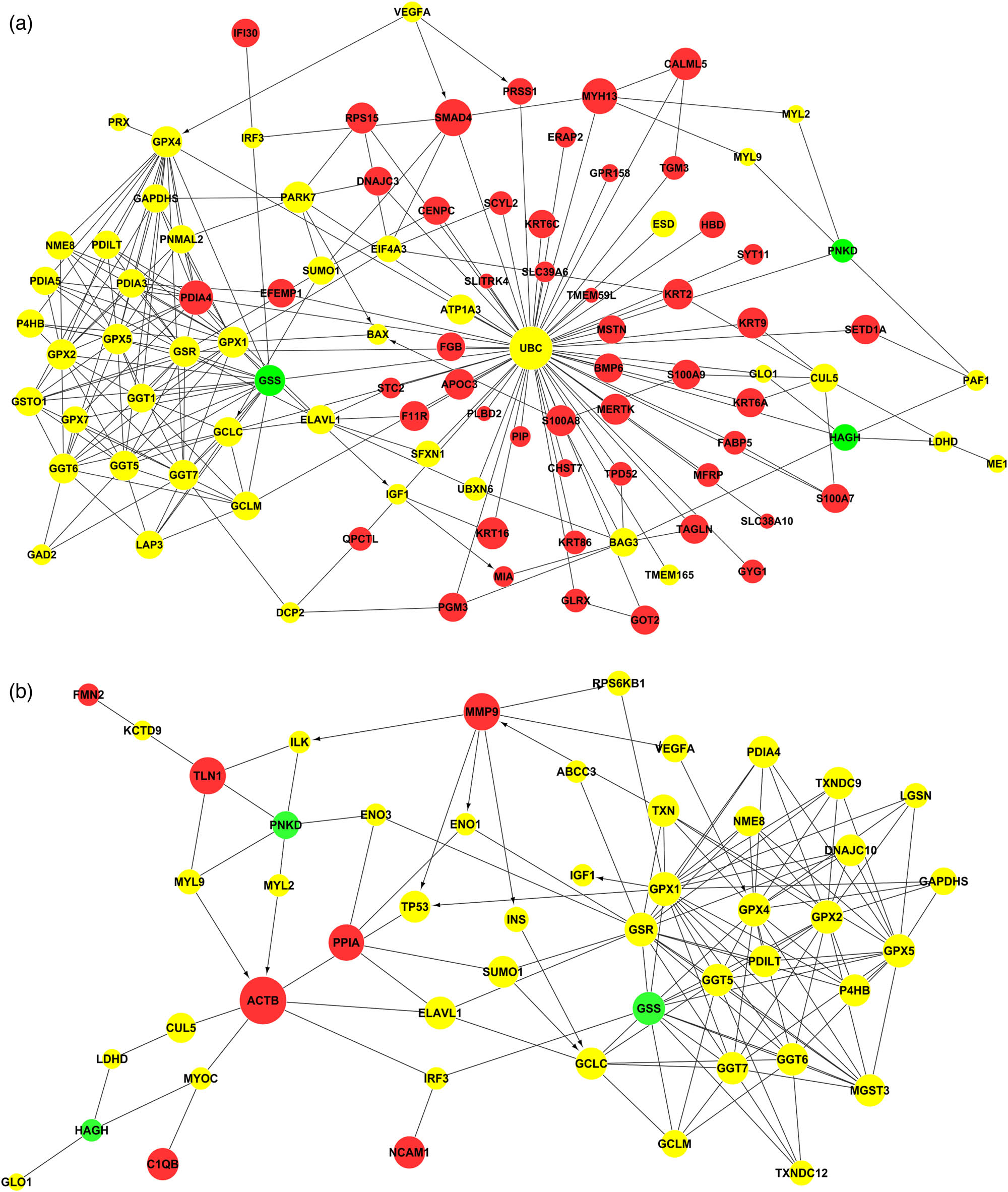 Figure 6
PPI network of PNKD-related proteins and differentially expressed proteins in CSF (a) and plasma (b). This figure shows the PPI network to illustrate the relationship between differentially expressed proteins and diseases in the biological network mode. In the figure, red balls represent differentially expressed proteins, green represents disease-related proteins, and yellow represents upstream and downstream signal transduction proteins connecting differentially expressed proteins/PNKD-related proteins. The size of the ball represents its betweenness centrality in the network.