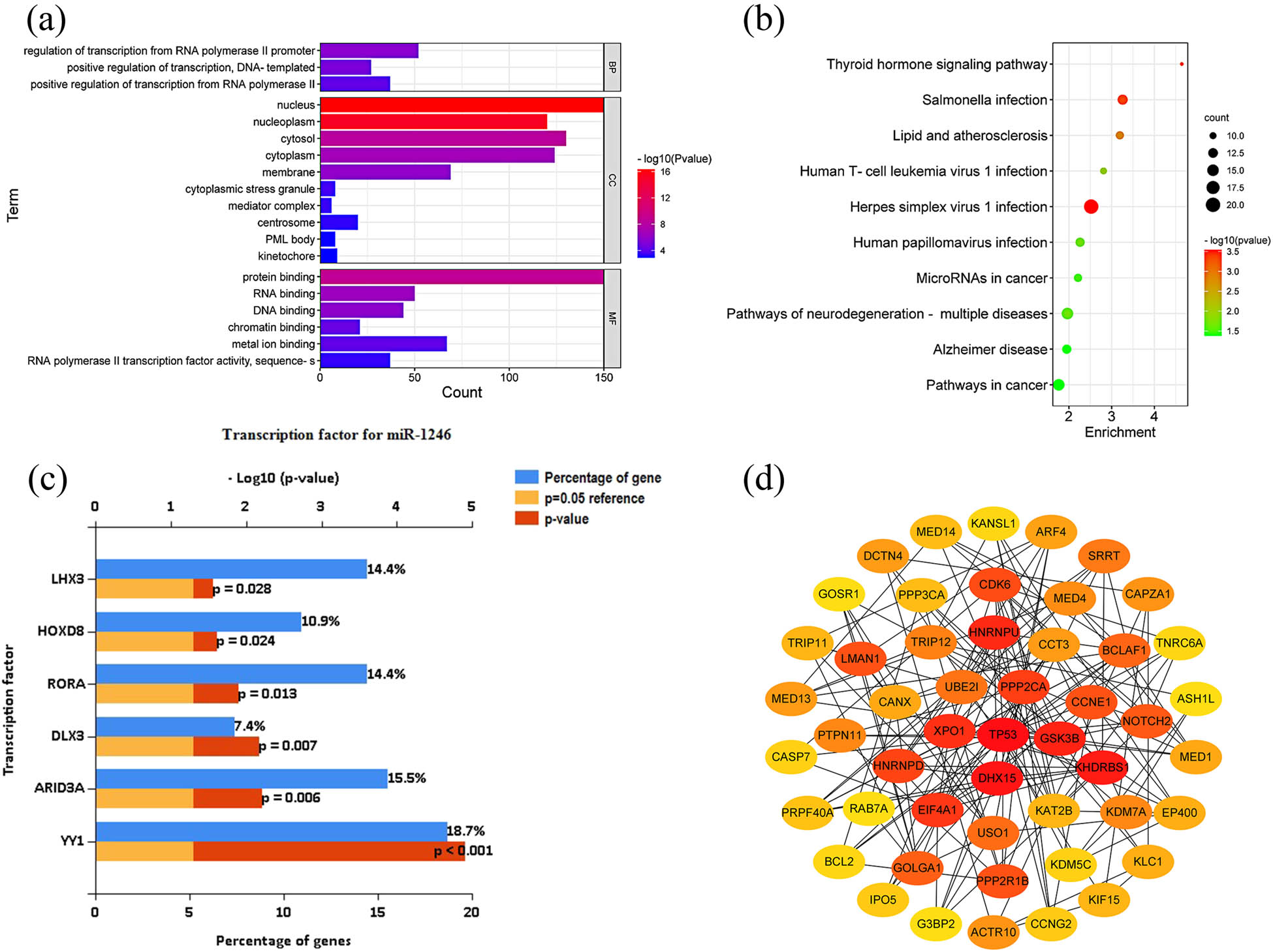 Figure 2 
                  Bioinformatic analysis of miRNA-1246 target genes. (a) GO analysis; (b) KEGG analysis; (c) transcription factor enrichment analysis; and (d) PPI analysis.
               
